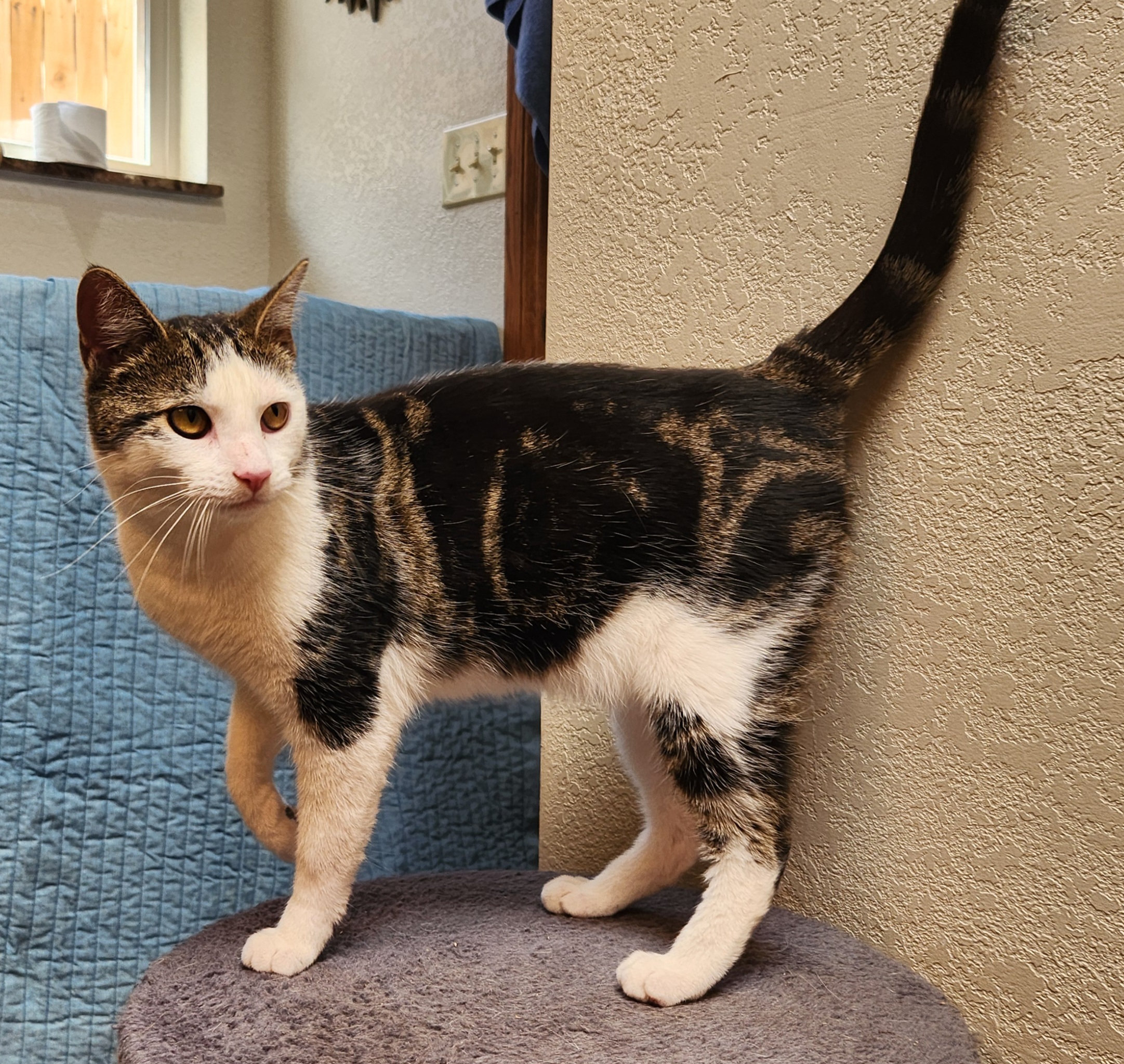 Pam, a Adoptable Domestic Short Hair in Oklahoma City, OK image 3/6