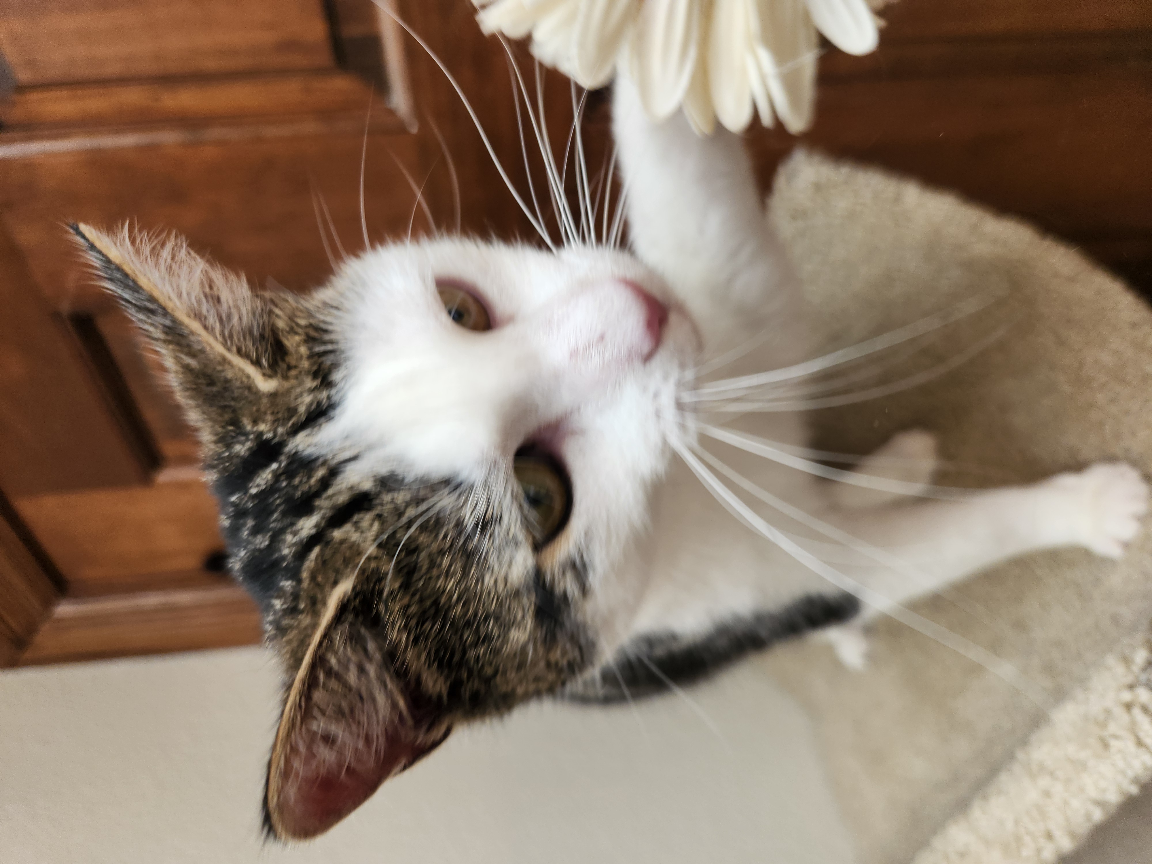 Pam, a Adoptable Domestic Short Hair in Oklahoma City, OK image 5/6