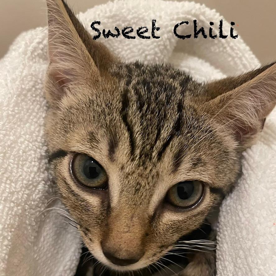 Enlarge Sweet Chili A26-141, a Adoptable mixed breed in SANTA ROSA BEACH, FL image 1/1