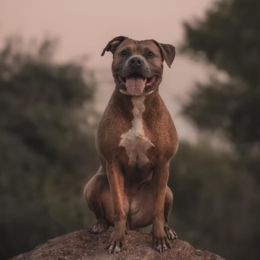 Meadow, Adopted, Adult Female American Staffordshire Terrier & Pit Bull Terrier.