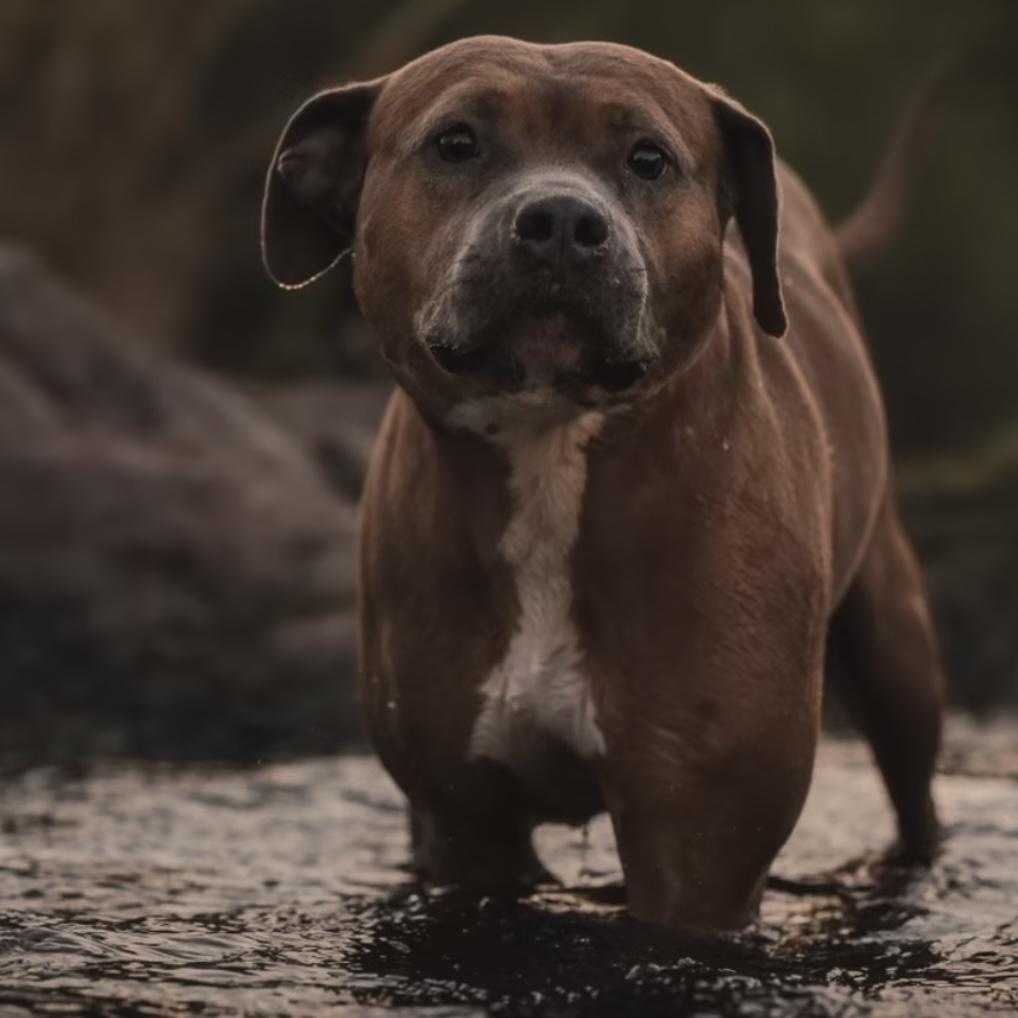 Enlarge Meadow, a Adopted mixed breed in Austin, TX image 6/6