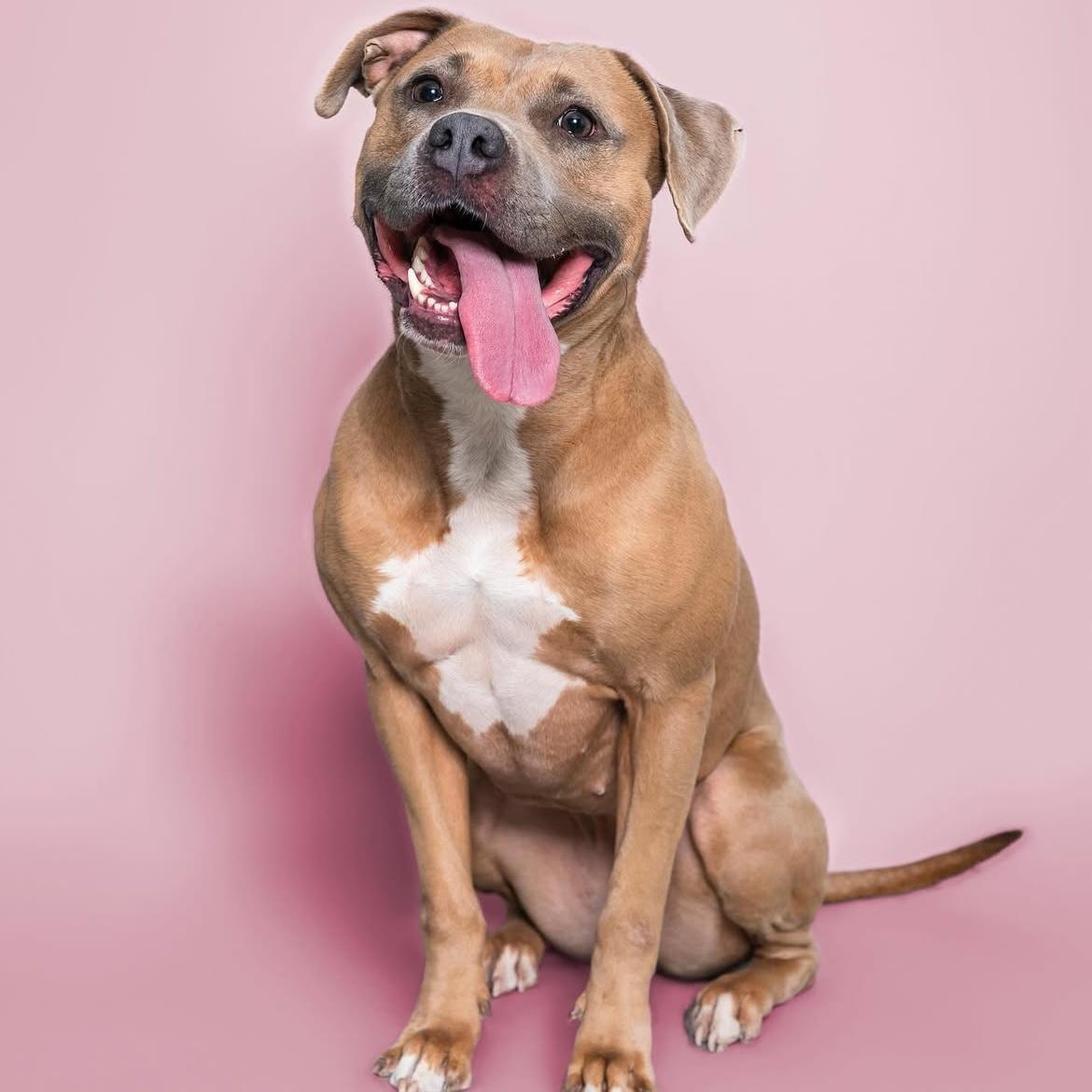 Enlarge Meadow, a Adopted mixed breed in Austin, TX image 5/6