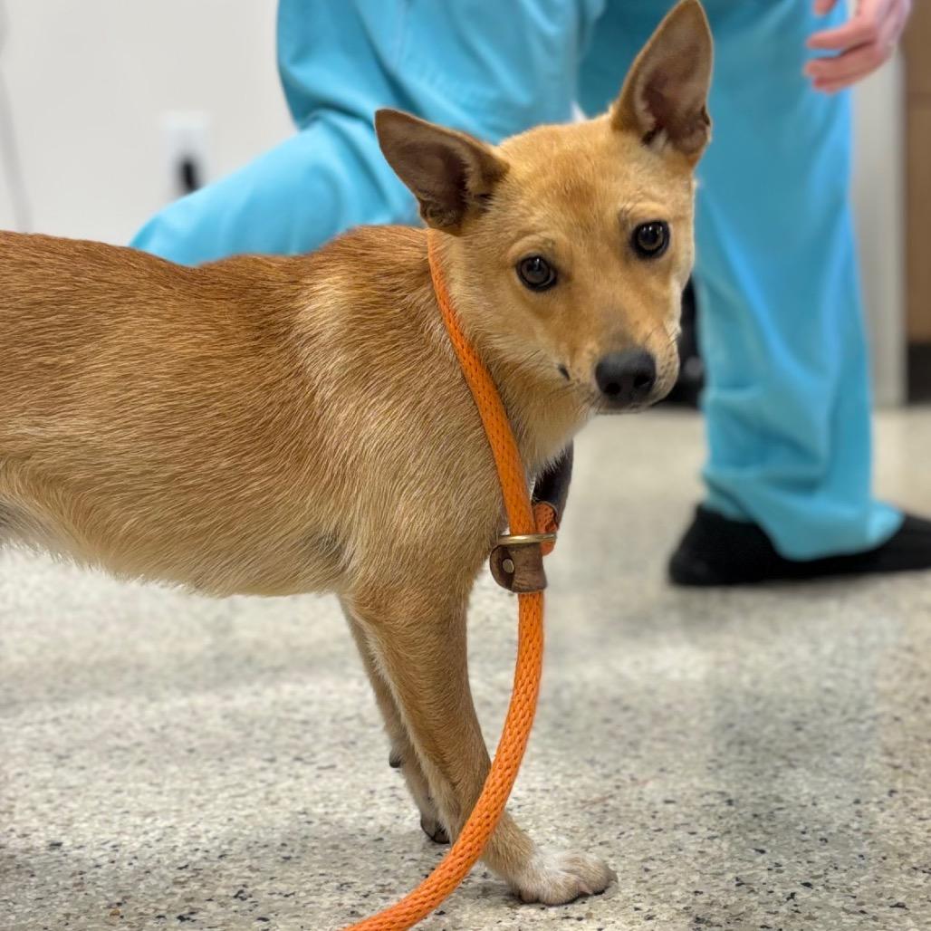 Enlarge Pinto, a Adoptable mixed breed in Nashville, IN image 1/2