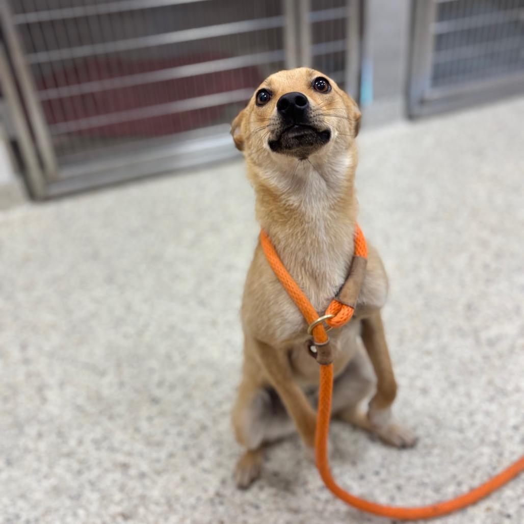 Enlarge Pinto, a Adoptable mixed breed in Nashville, IN image 2/2