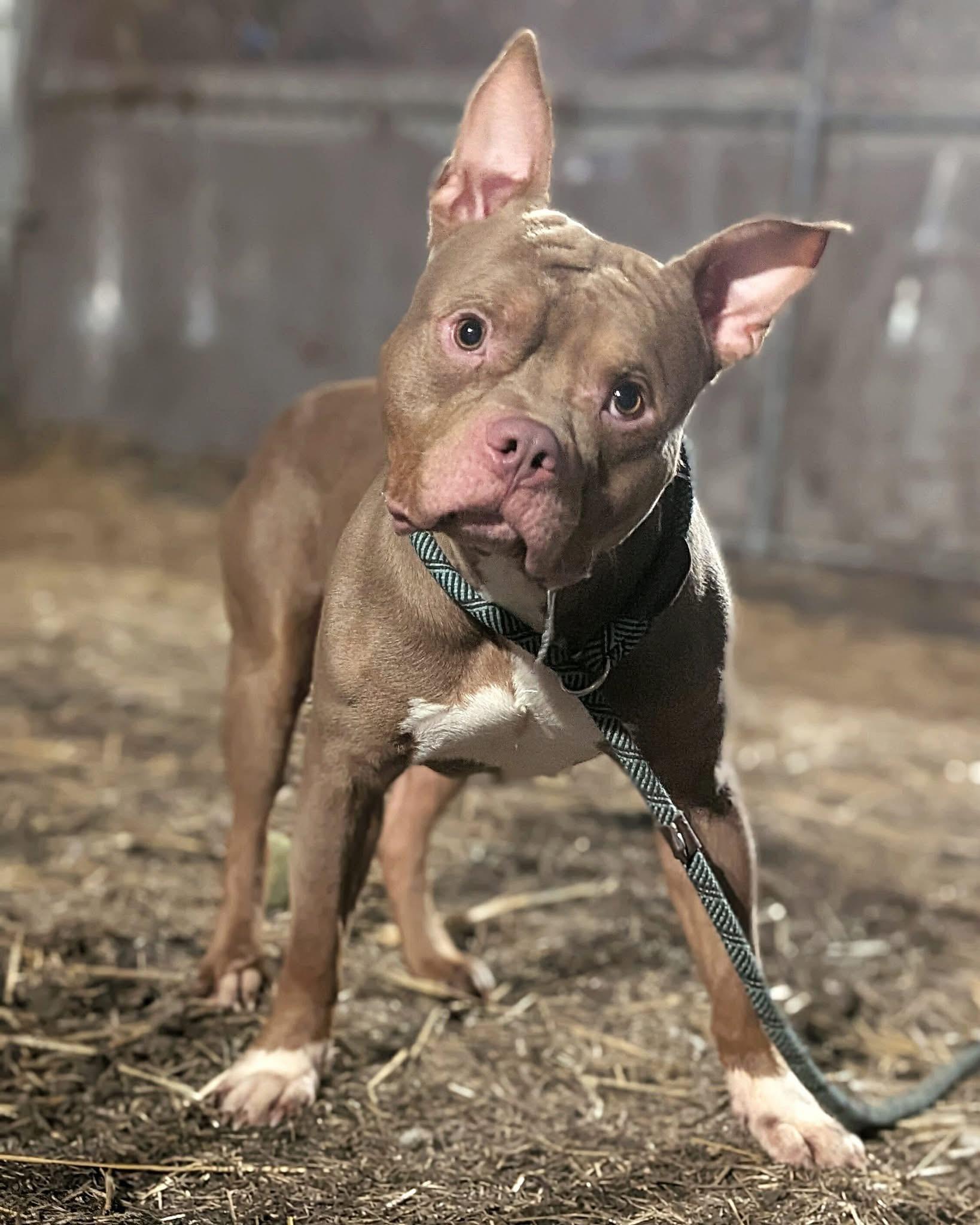 Puck, a ADOPTABLE Pit Bull Terrier in Chicago, IL image 1/5