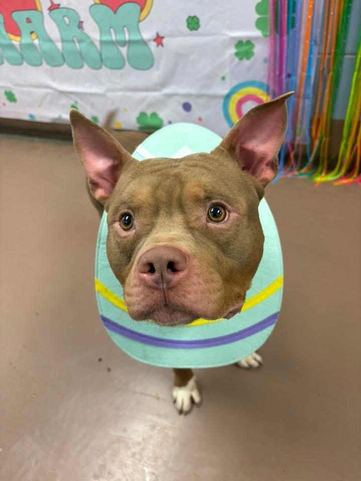 Puck, a ADOPTABLE Pit Bull Terrier in Chicago, IL image 4/5