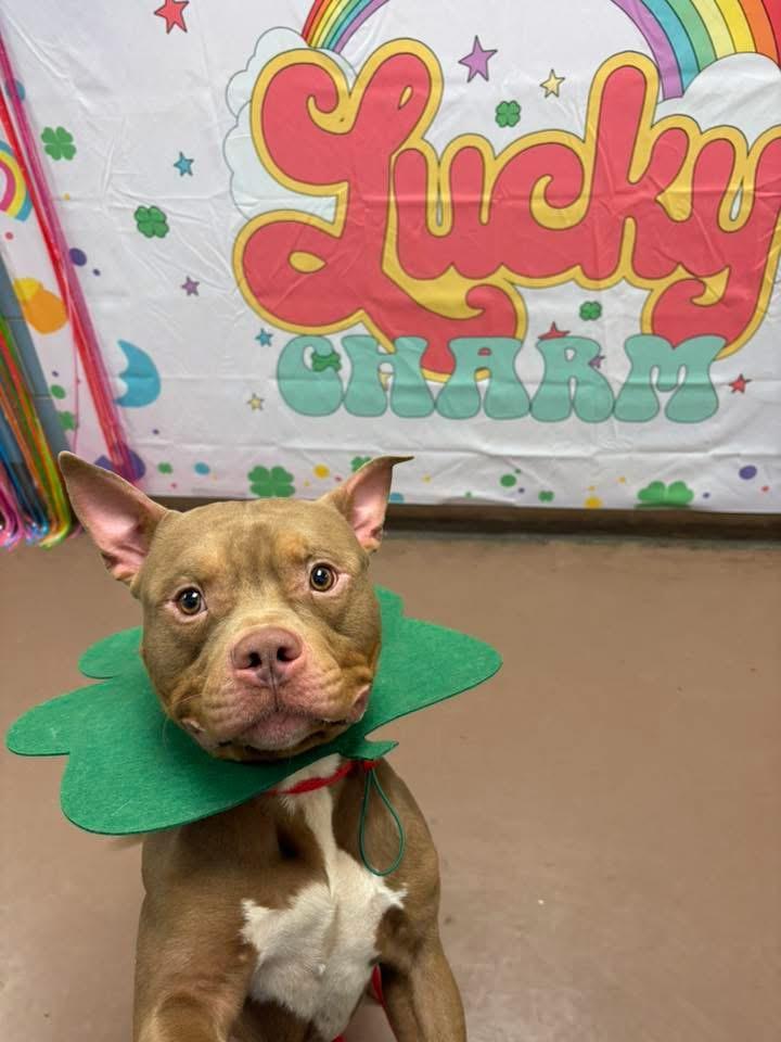 Puck, a ADOPTABLE Pit Bull Terrier in Chicago, IL image 5/5