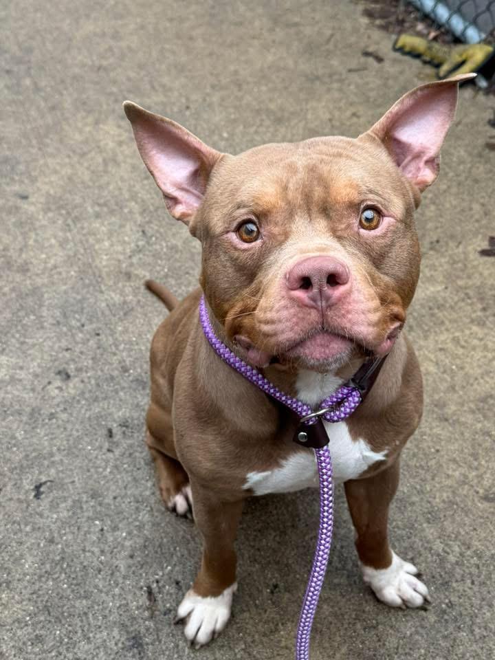 Puck, a ADOPTABLE Pit Bull Terrier in Chicago, IL image 3/5