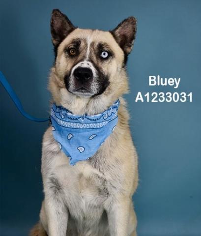 Enlarge Bluey -- LONGTIME RESIDENT!, an adopted Siberian Husky in Thousand Oaks, CA image 1/1