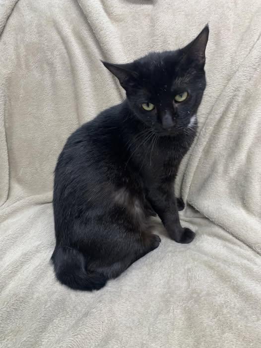 Spooky, Adoptable, Adult Female Domestic Short Hair.