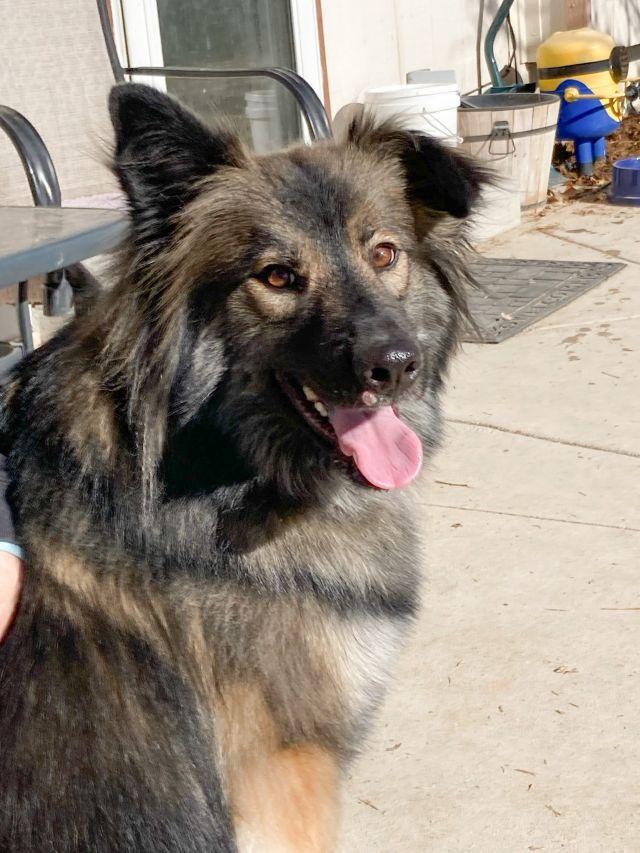 Enlarge Smokie, a Adoptable mixed breed in Broomfield, CO image 6/6