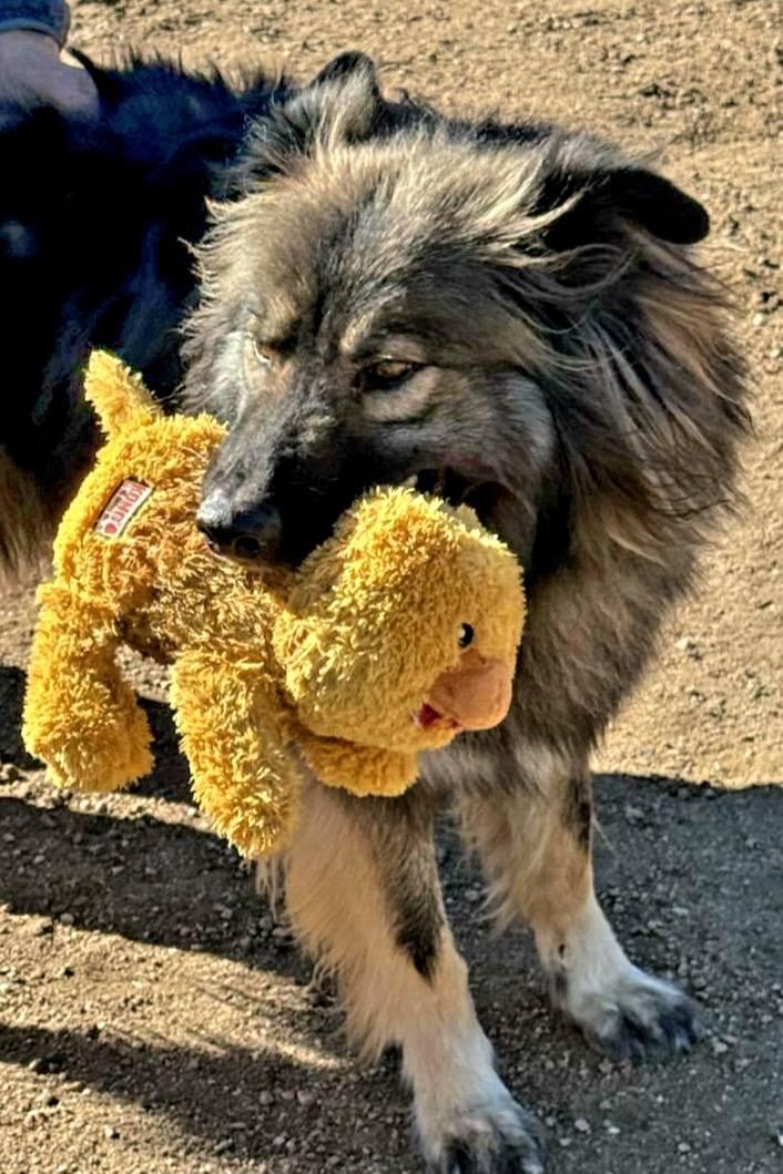Smokie, Adoptable, Adult Male German Shepherd Dog & Alaskan Malamute.