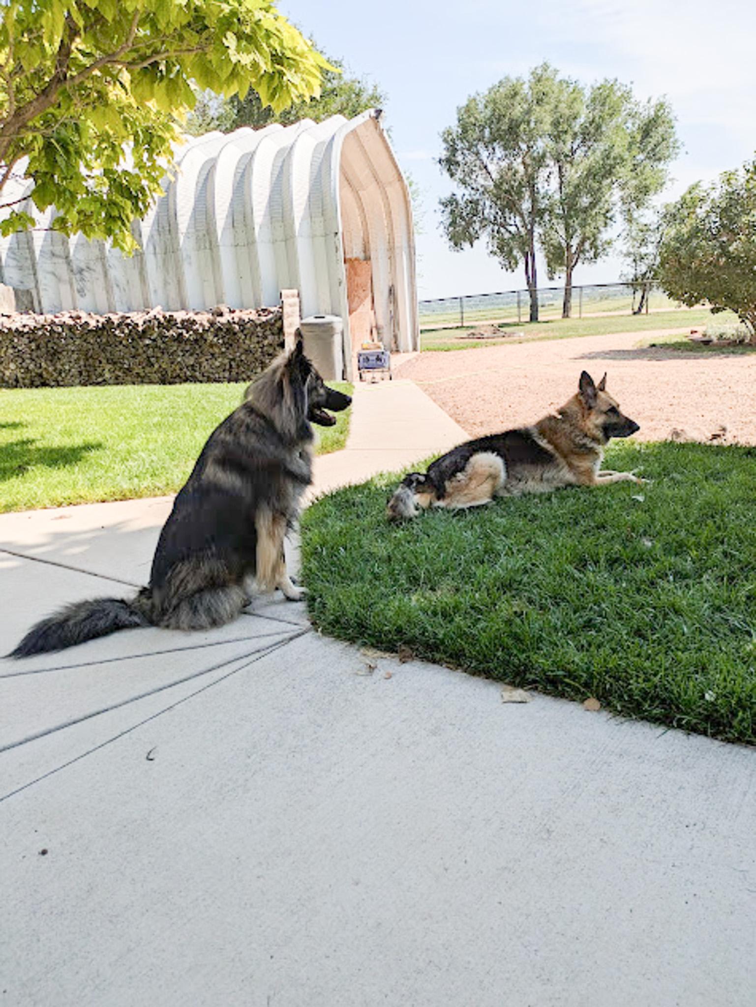 Smokie, an adoptable German Shepherd Dog, Alaskan Malamute in Broomfield, CO, 80020 | Photo Image 3