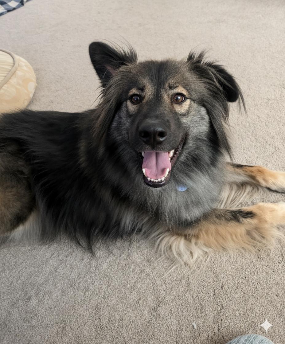Smokie, Adoptable, Adult Male German Shepherd Dog & Alaskan Malamute.