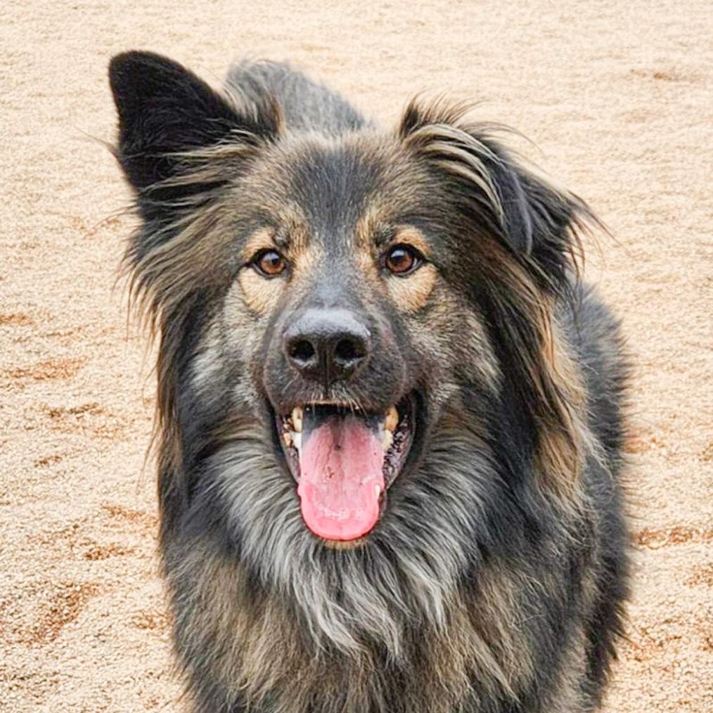 Smokie, Adoptable, Adult Male German Shepherd Dog & Alaskan Malamute.