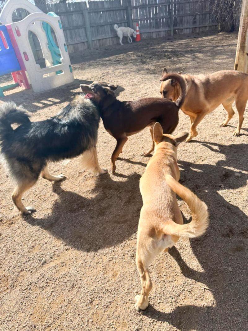 Enlarge Smokie, a Adoptable mixed breed in Broomfield, CO image 3/5