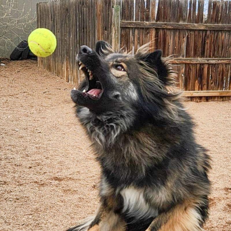 Smokie, Adoptable, Adult Male German Shepherd Dog & Alaskan Malamute.