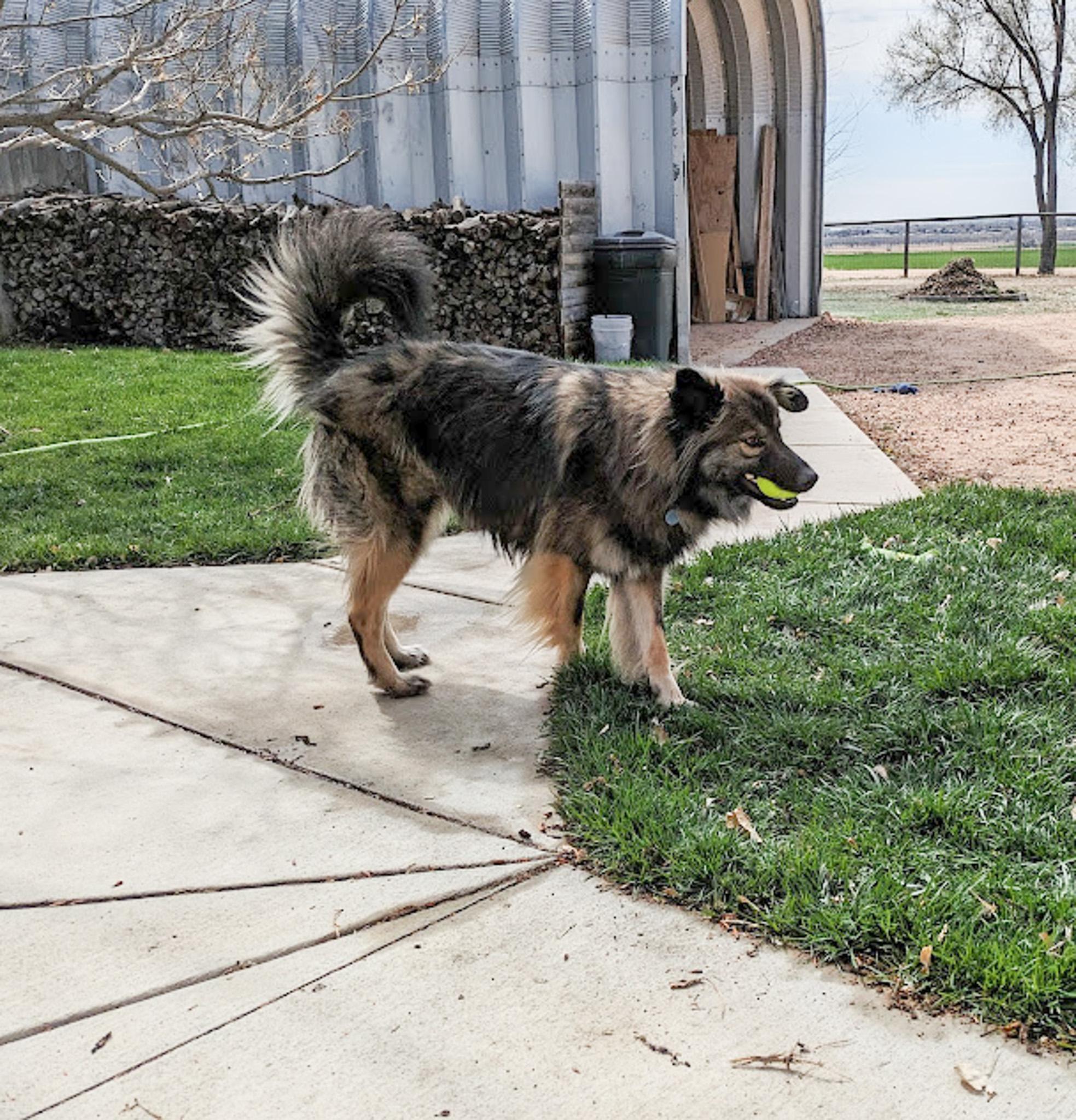 Smokie, an adoptable German Shepherd Dog, Alaskan Malamute in Broomfield, CO, 80020 | Photo Image 2