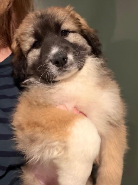 Enlarge Caitlin, an adoptable mixed breed in Minneapolis, MN image 5/5