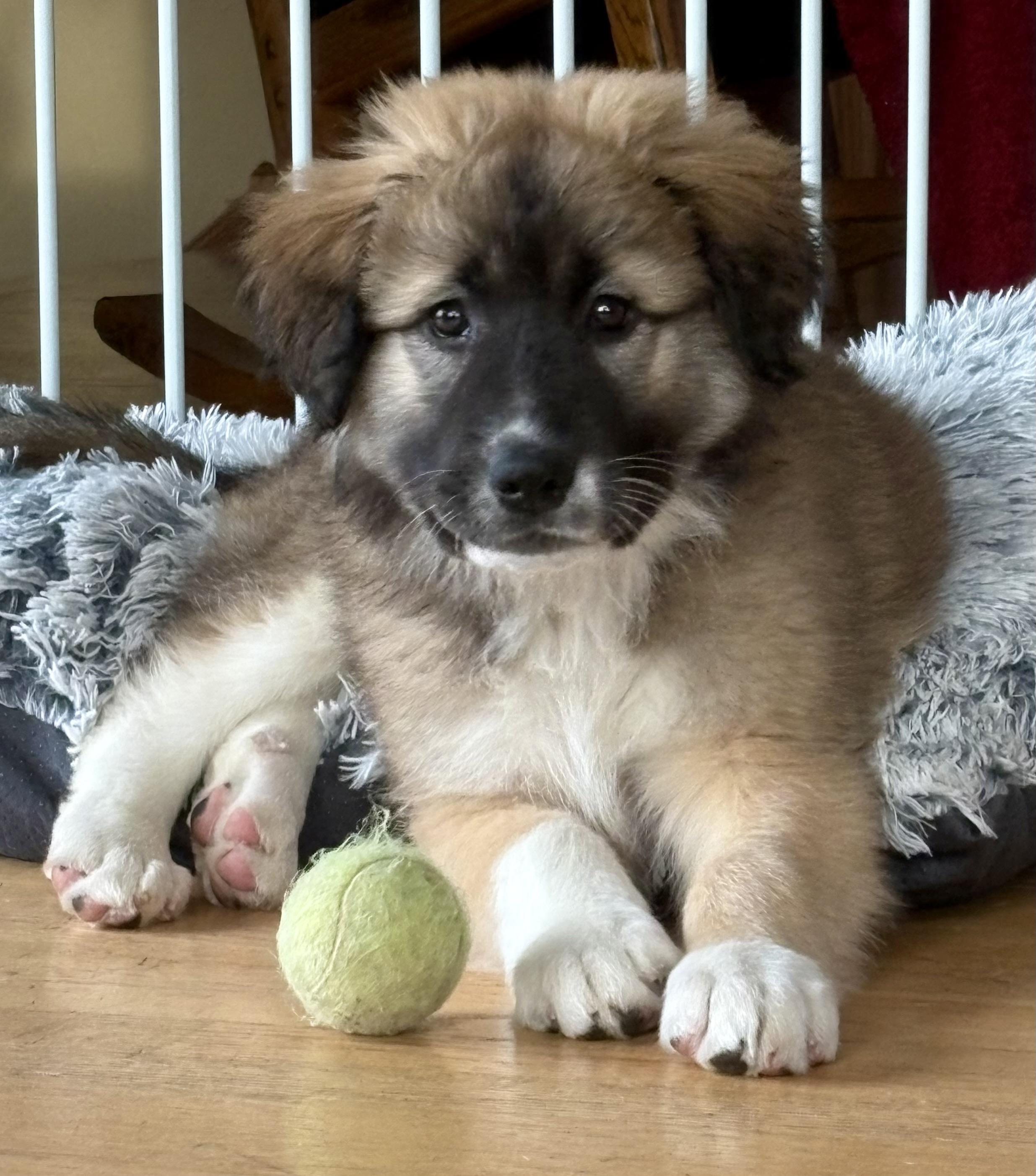Caitlin, adoptable, Puppy Female Saint Bernard & Great Pyrenees.