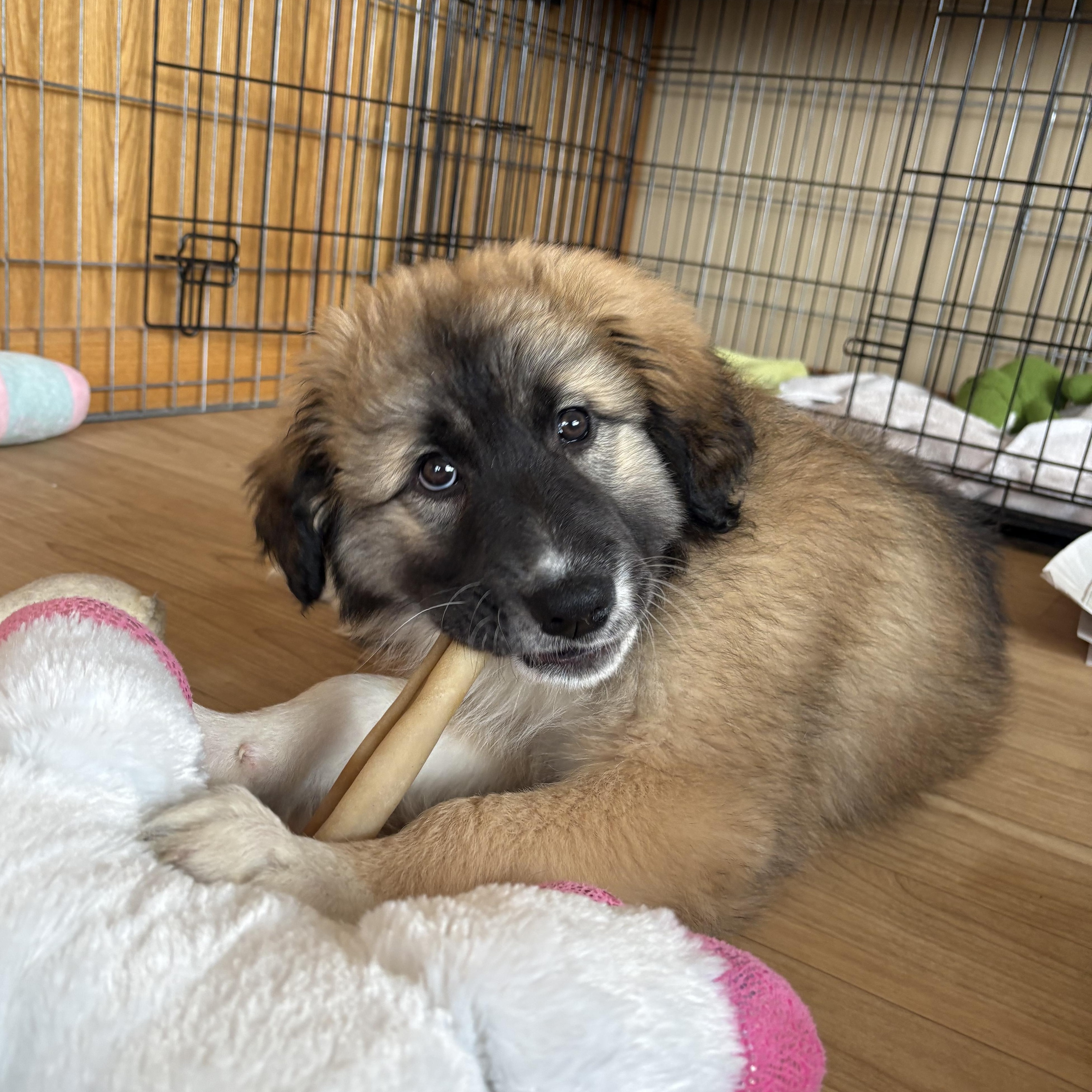 Enlarge Caitlin, an adoptable mixed breed in Minneapolis, MN image 3/5