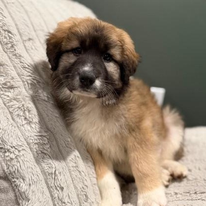 Enlarge Caitlin, an adoptable mixed breed in Minneapolis, MN image 4/5