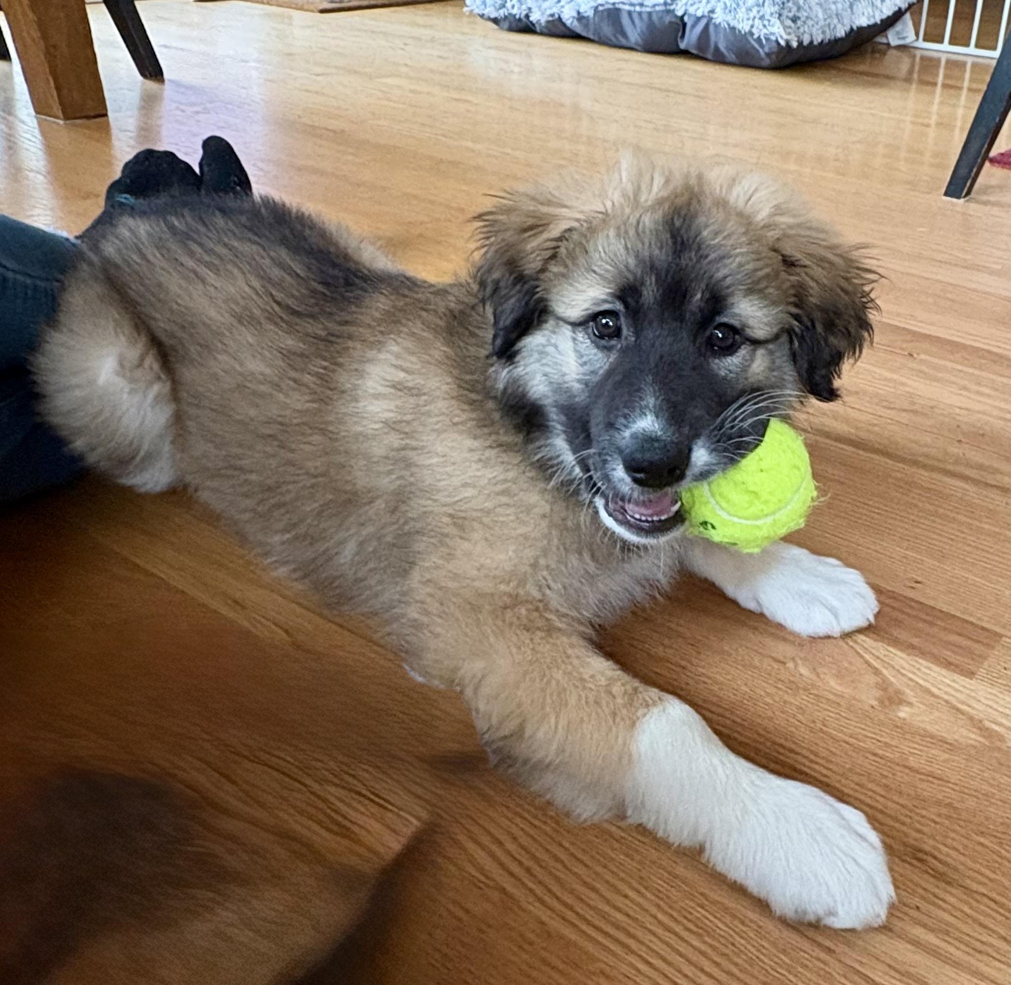 Enlarge Caitlin, an adoptable mixed breed in Minneapolis, MN image 2/5