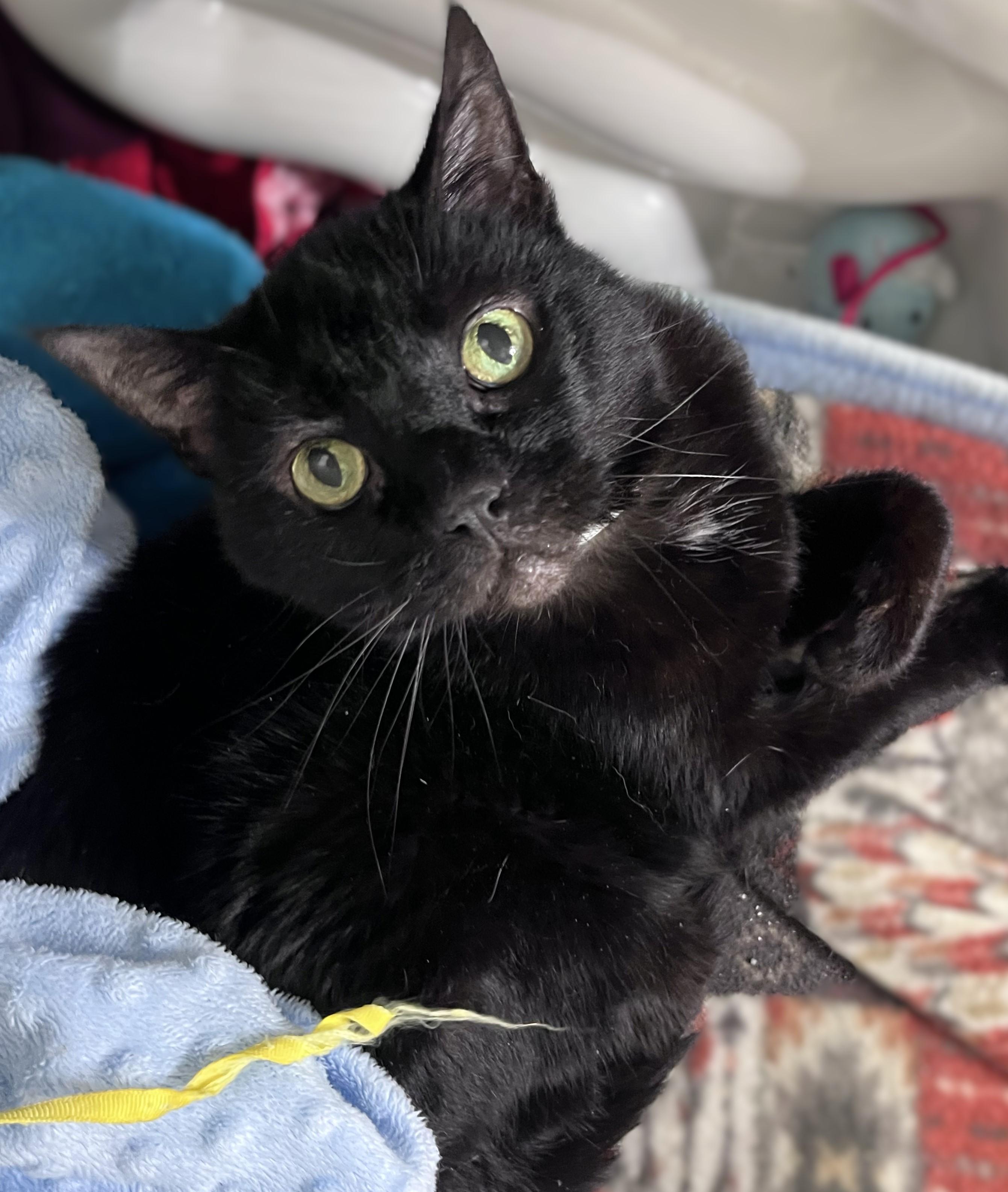 Jackie, a ADOPTABLE mixed breed in Rocky Hill, CT image 4/5
