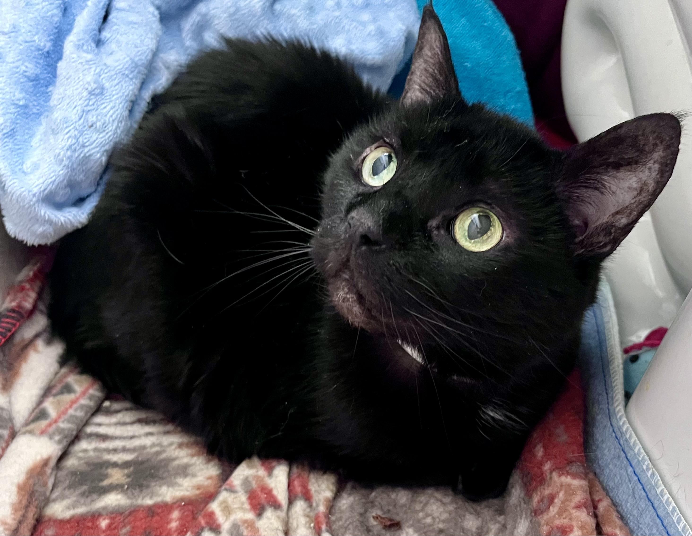 Jackie, a ADOPTABLE mixed breed in Rocky Hill, CT image 2/5
