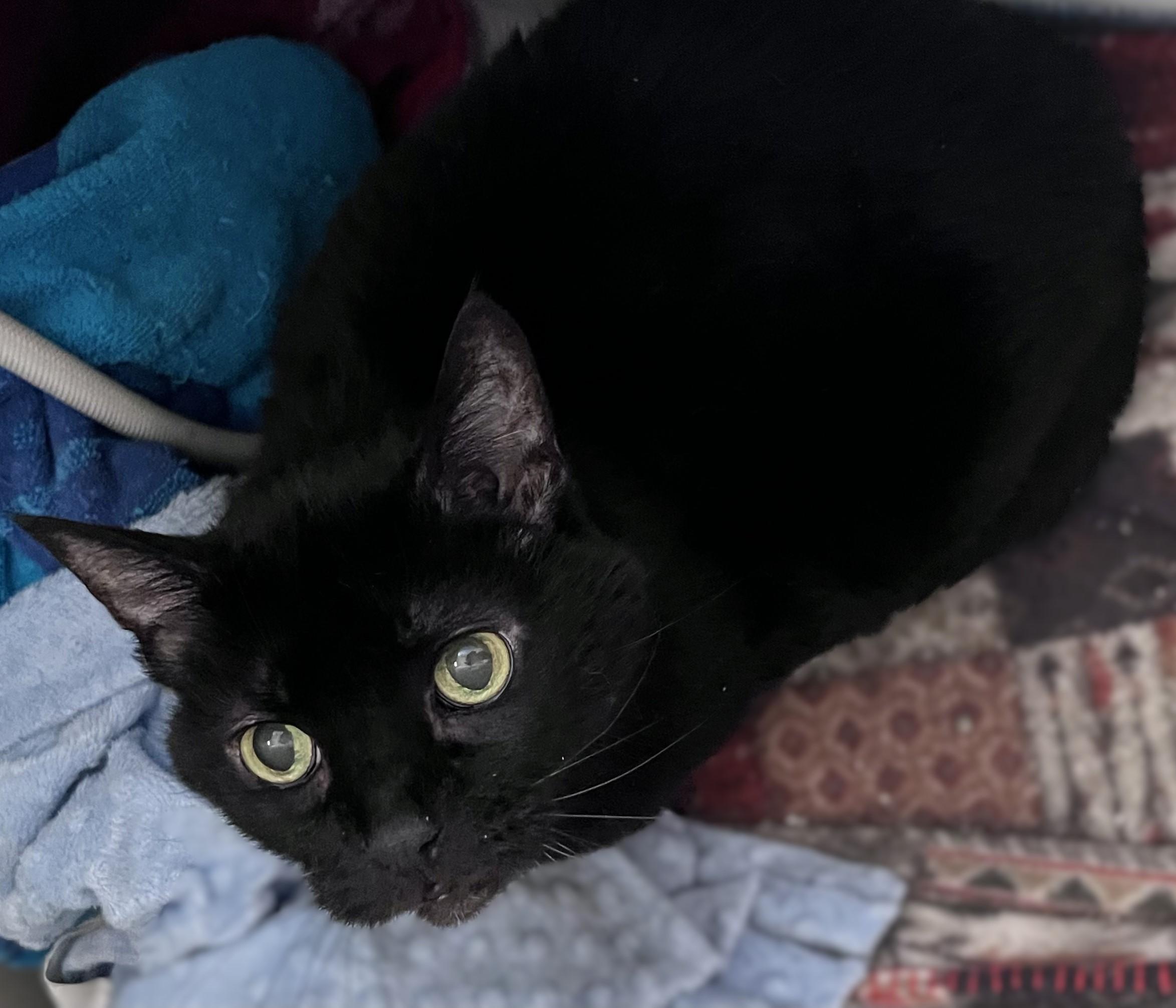 Jackie, a ADOPTABLE mixed breed in Rocky Hill, CT image 3/5
