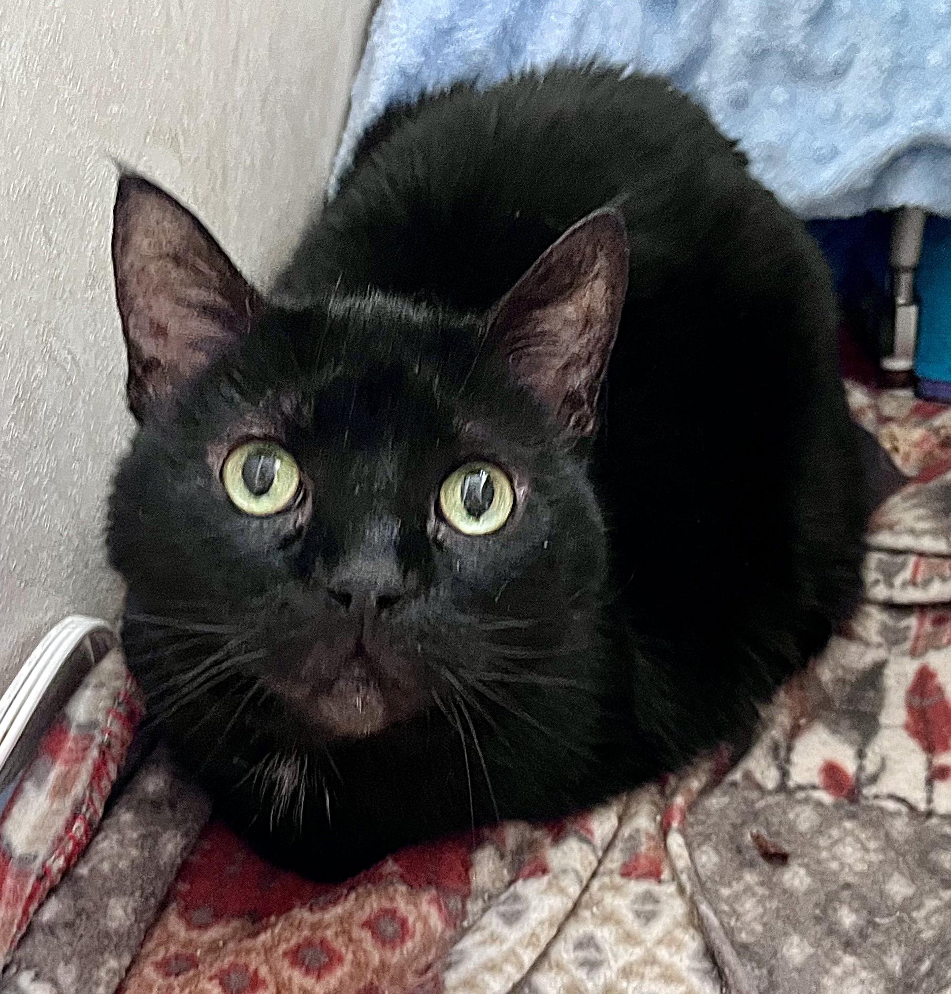 Jackie, a ADOPTABLE mixed breed in Rocky Hill, CT image 1/5