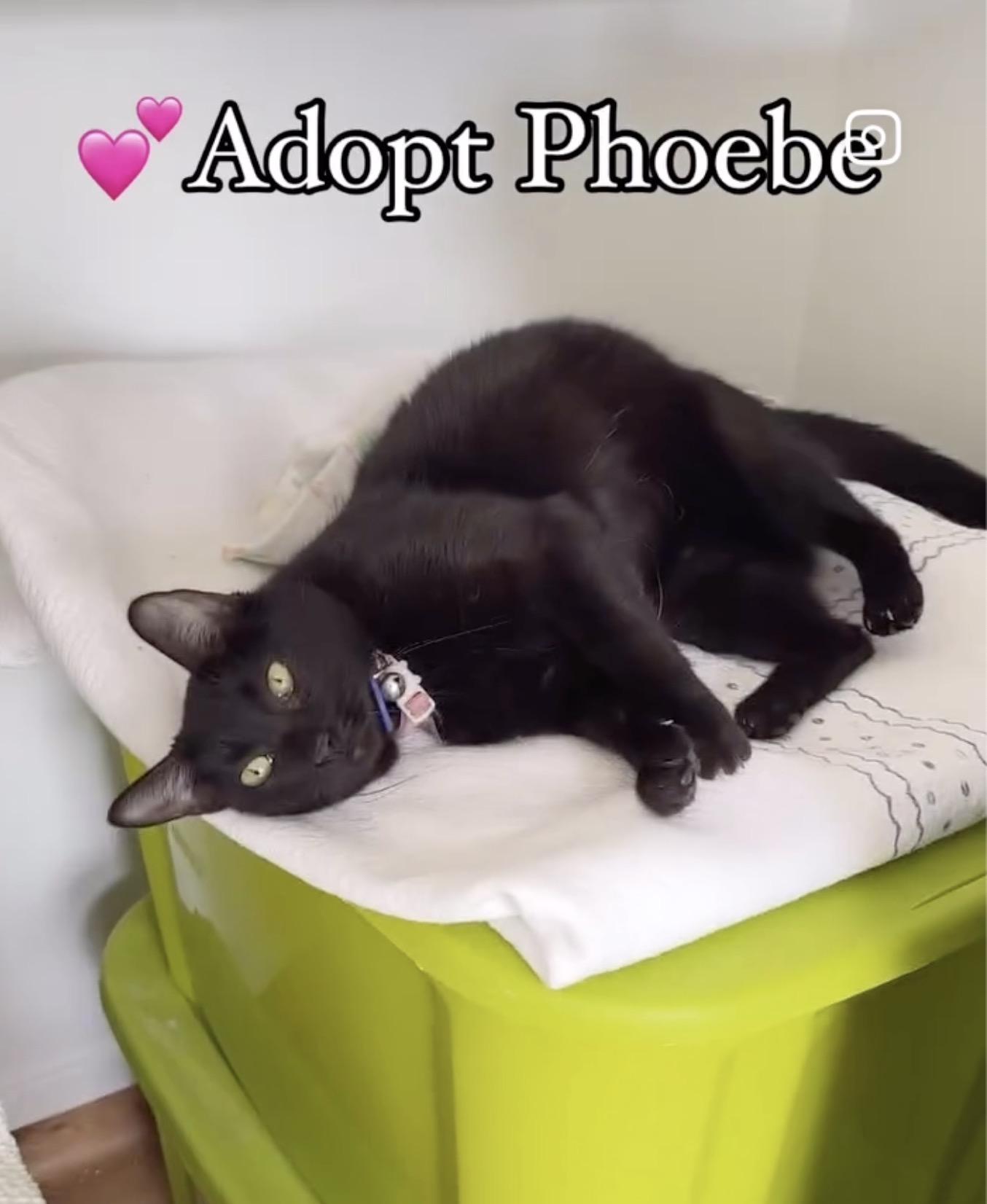 @AdoptPhoebe Insta star 4