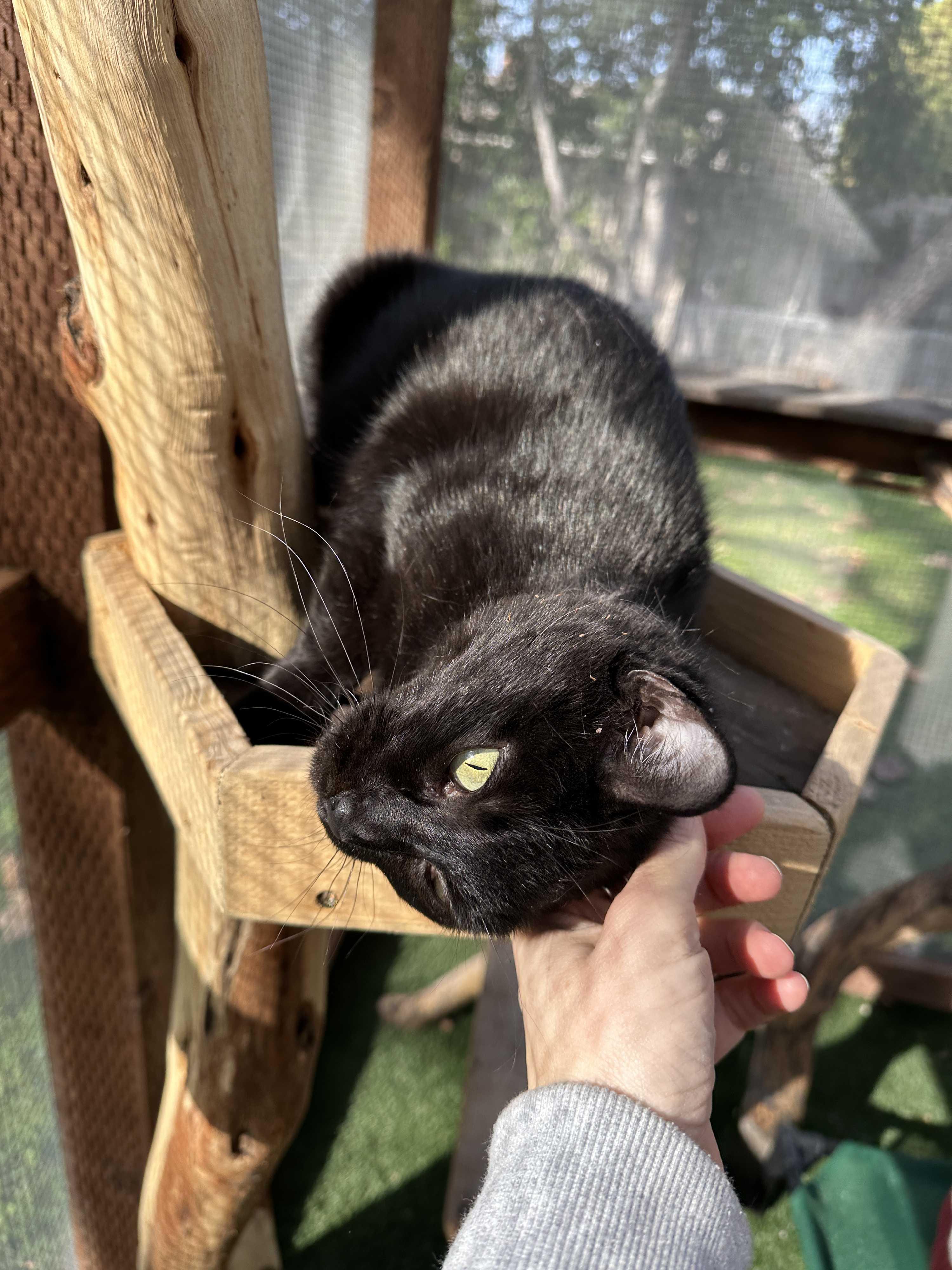 @AdoptPhoebe Insta star 5