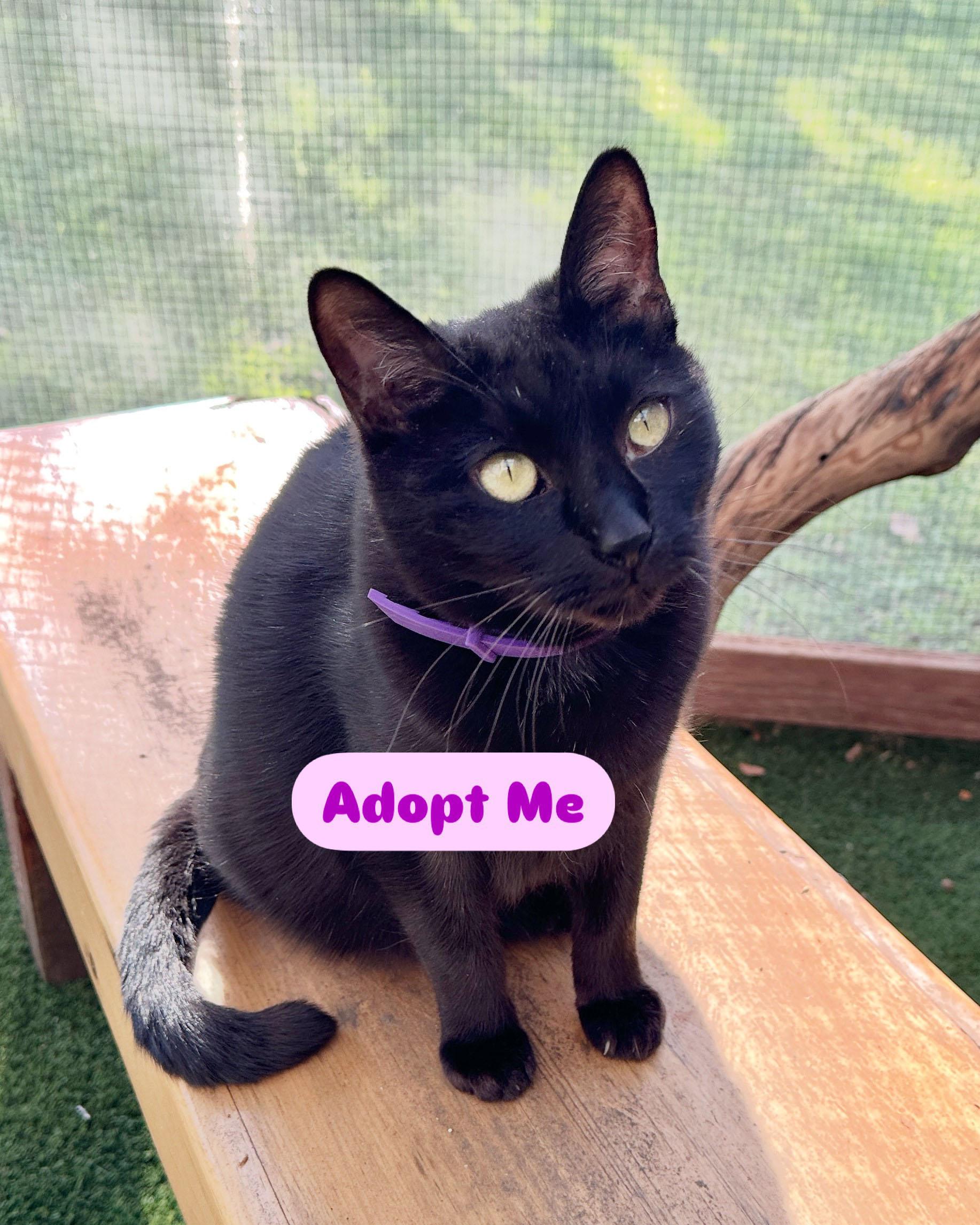 @AdoptPhoebe Insta star 2