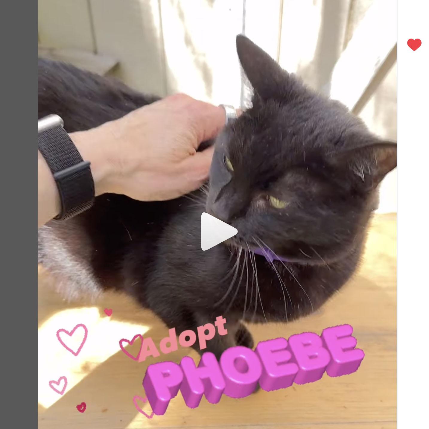 @AdoptPhoebe Insta star, Adoptable, Adult Female Bombay & American Shorthair.