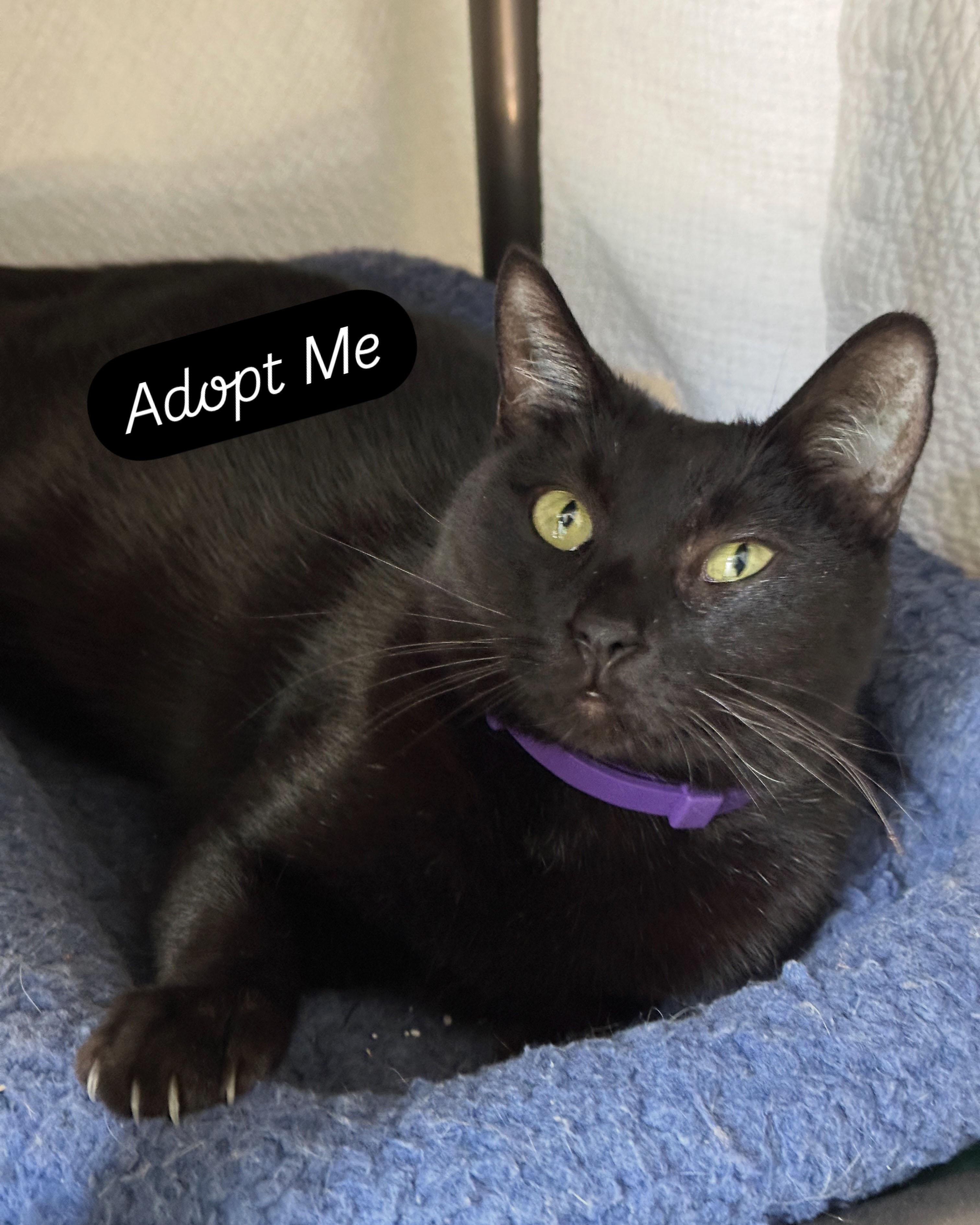 @AdoptPhoebe Insta star 3