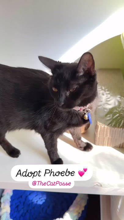 Enlarge @AdoptPhoebe Insta star, a Adoptable mixed breed in Toluca Lake, CA video 5/5
