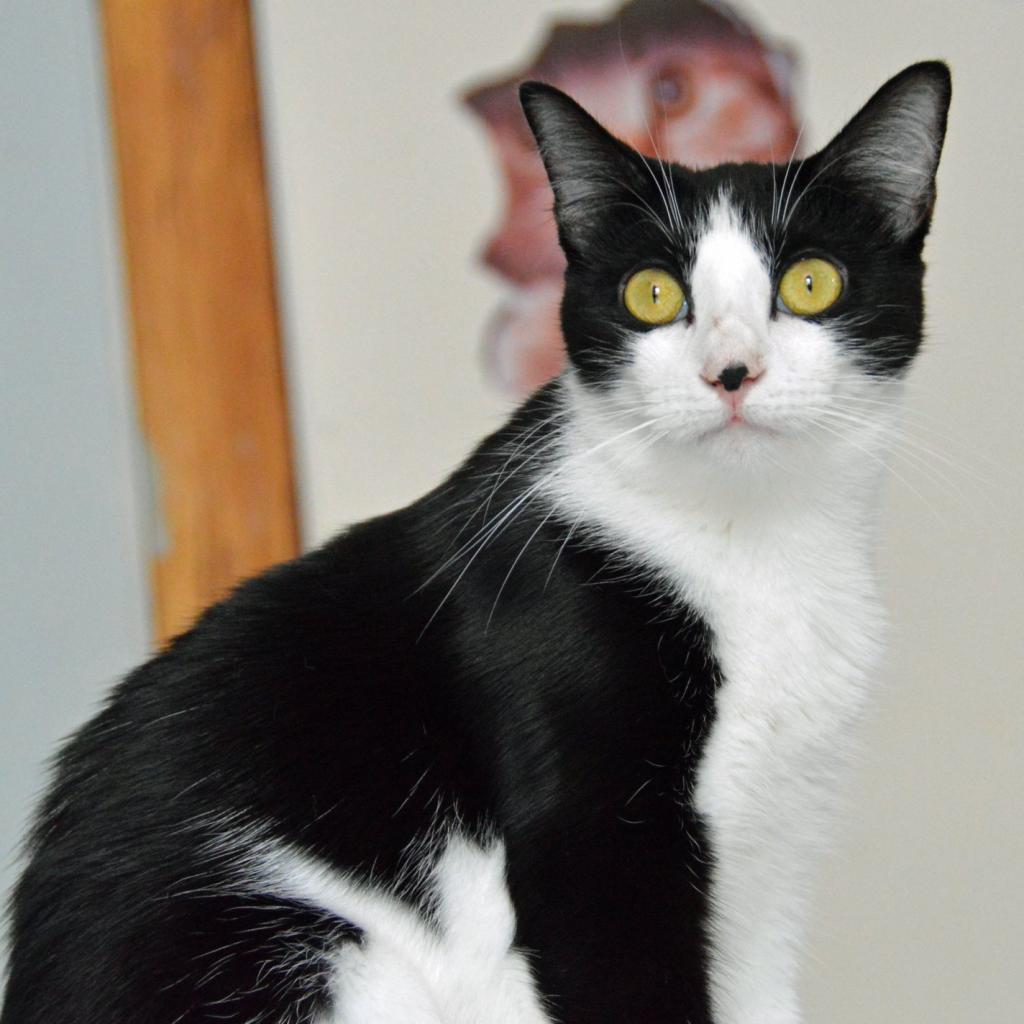 Enlarge Shortbread, a Adoptable Domestic Short Hair in Middletown, NY image 2/6