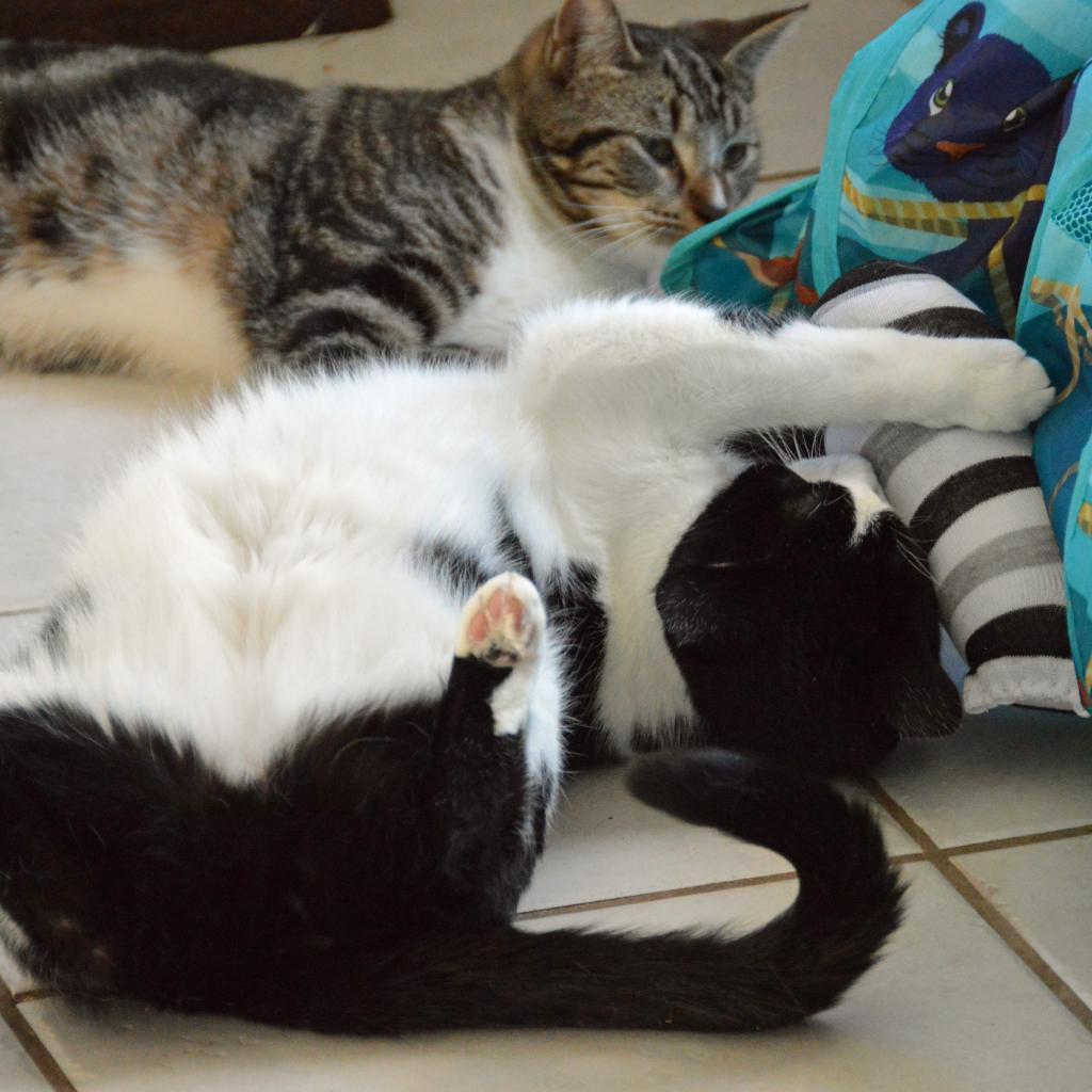 Shortbread — thumbnail 4