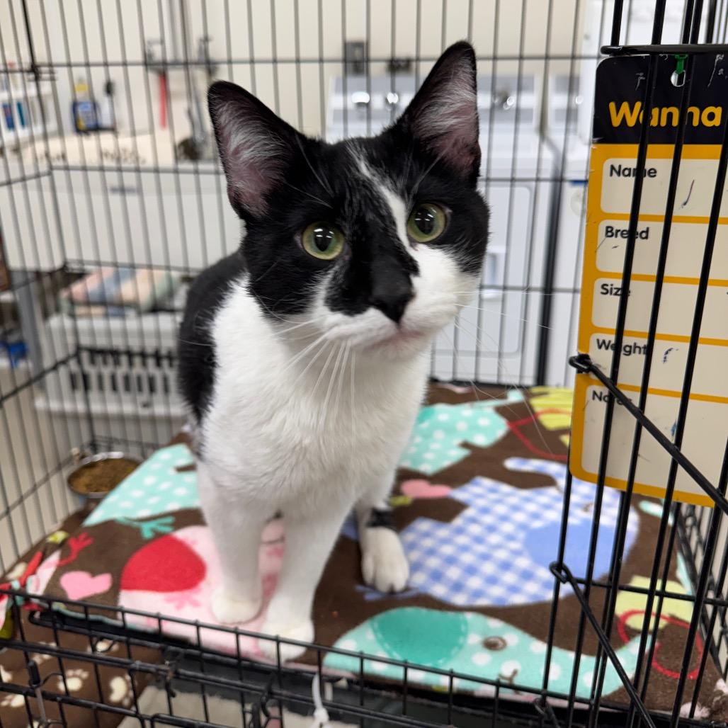 Gus, Adoptable, Young Male Domestic Short Hair.