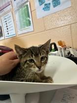 O'Reilly, Young Female Domestic Short Hair