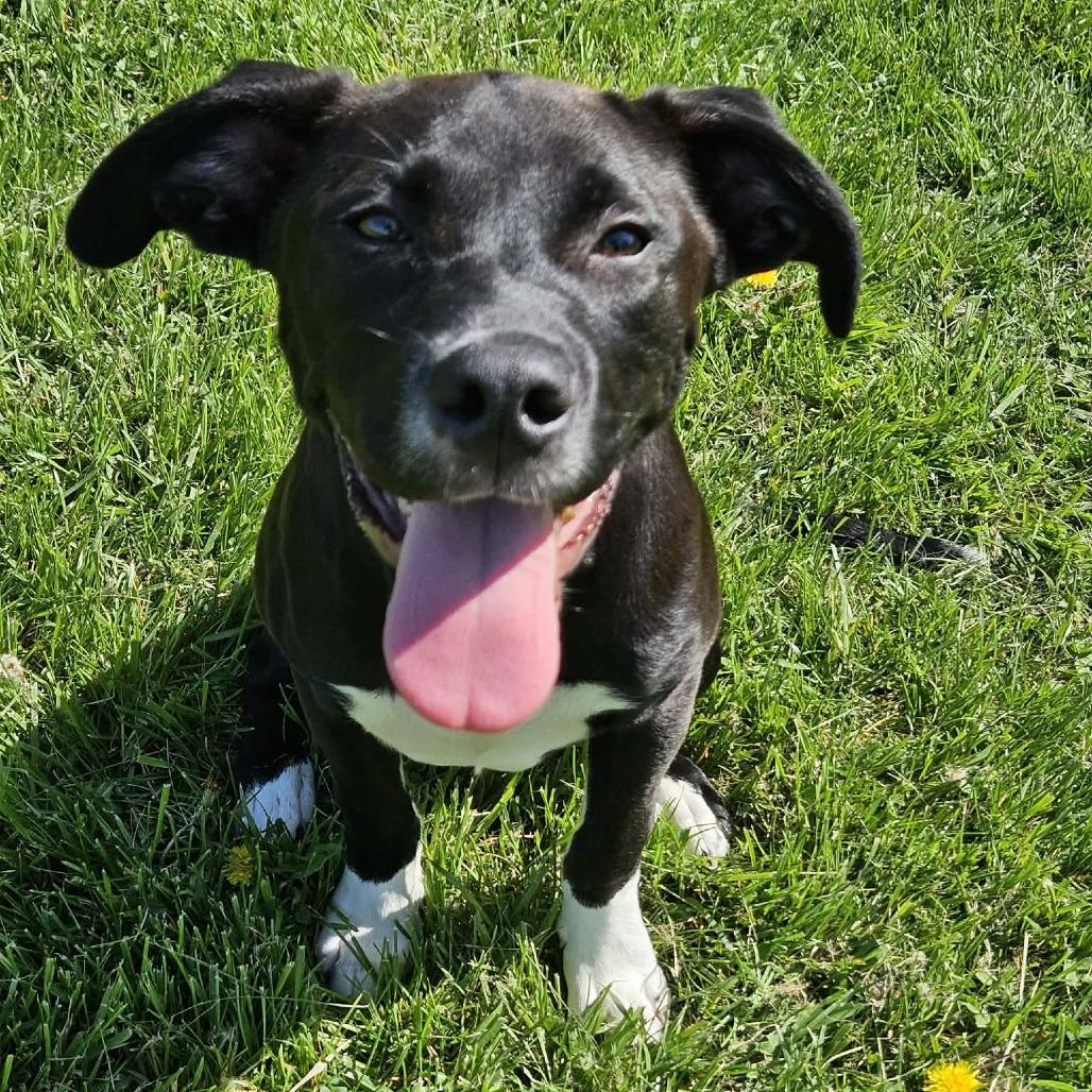 Zipper, Adoptable, Puppy Male Labrador Retriever.
