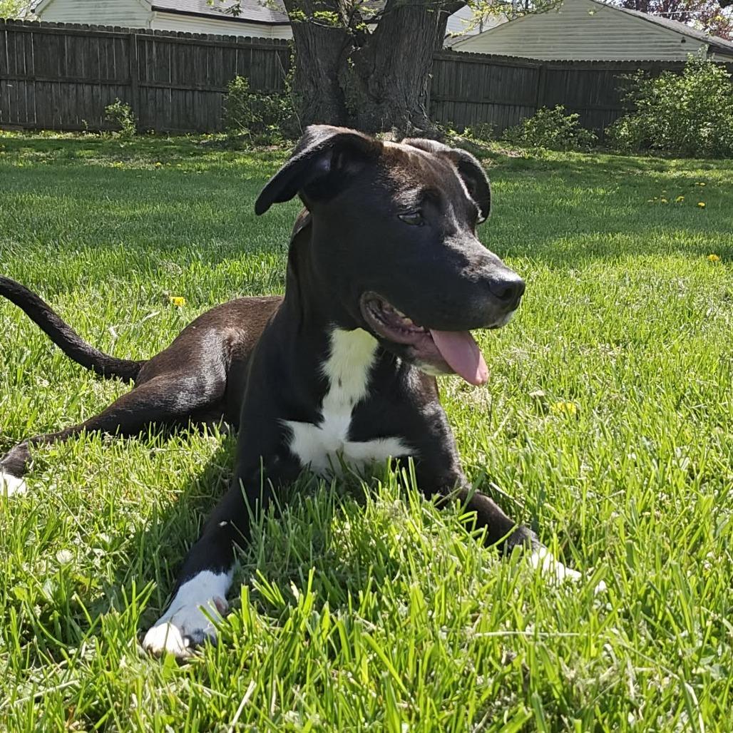 Enlarge Zipper, a Adoptable mixed breed in Indianapolis, IN image 2/5
