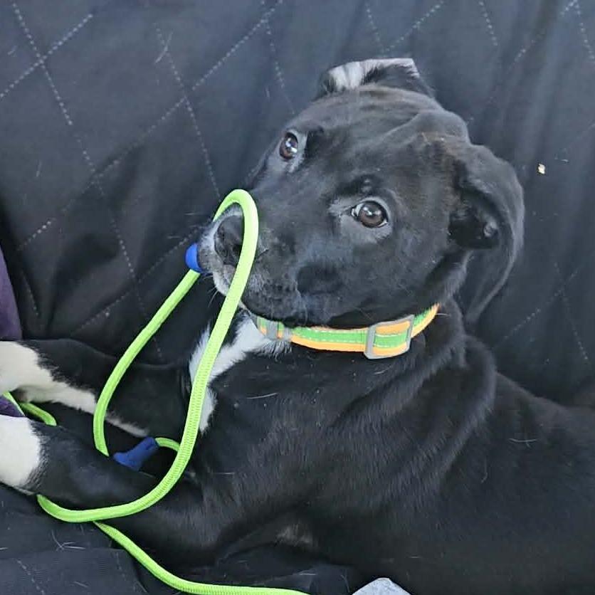 Enlarge Zipper, a Adoptable mixed breed in Indianapolis, IN image 3/5