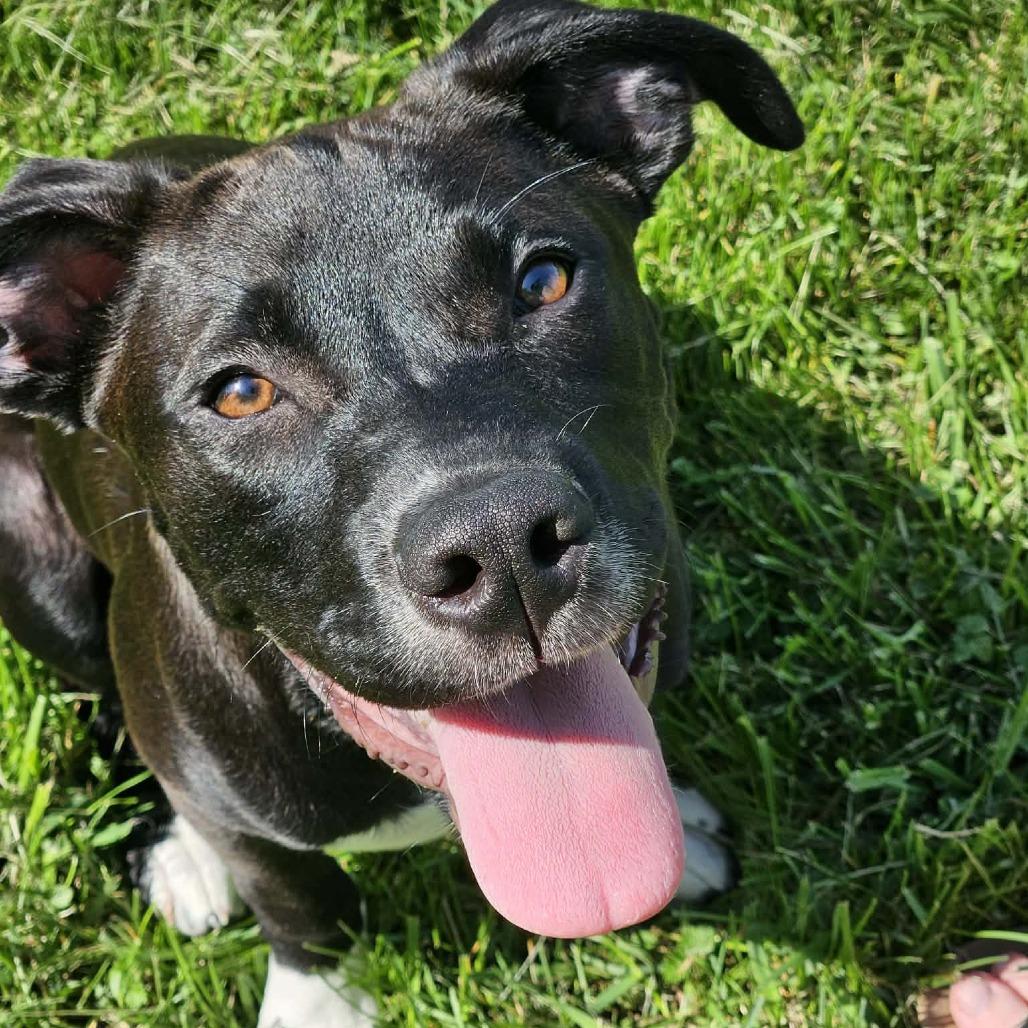 Enlarge Zipper, a Adoptable mixed breed in Indianapolis, IN image 4/5