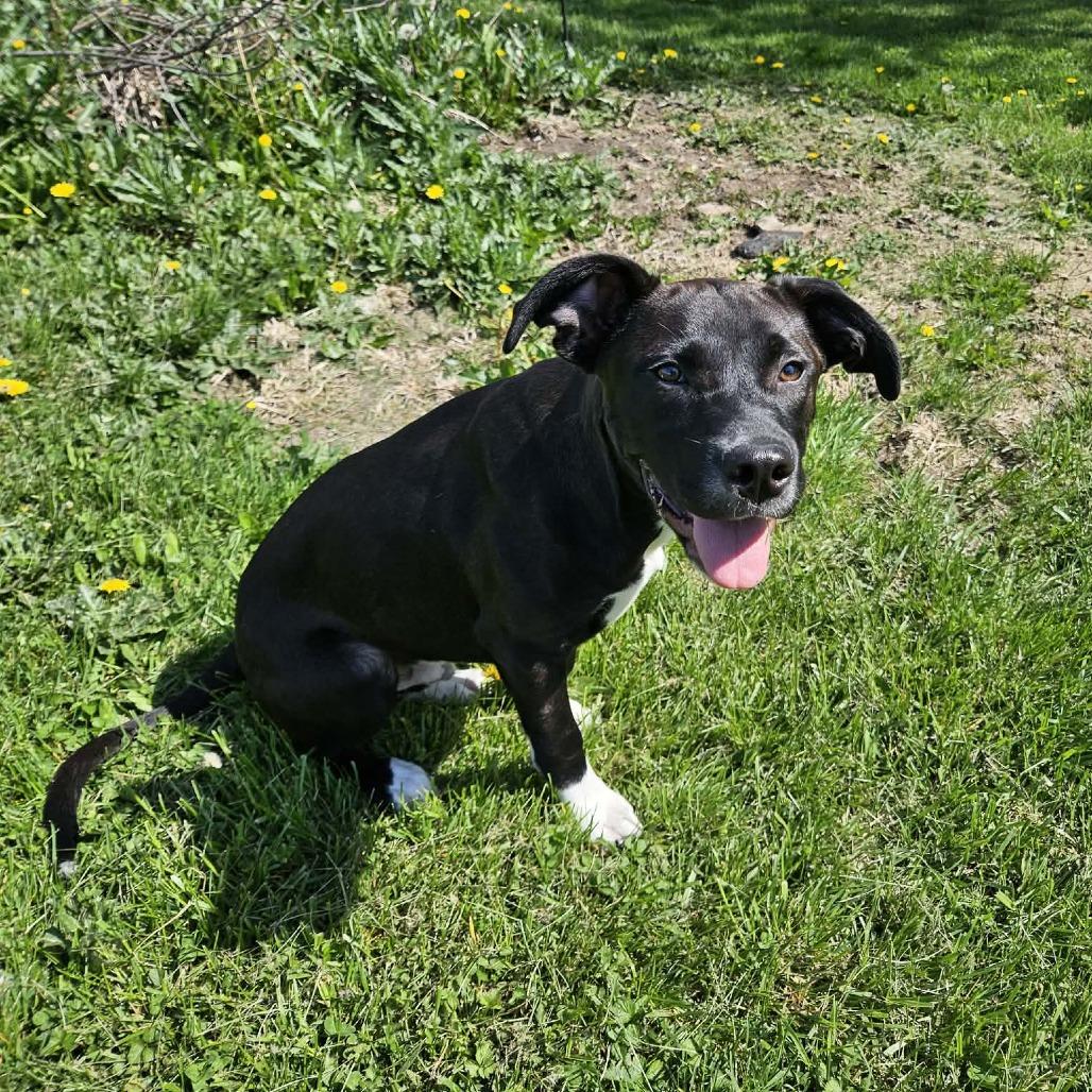 Enlarge Zipper, a Adoptable mixed breed in Indianapolis, IN image 5/5