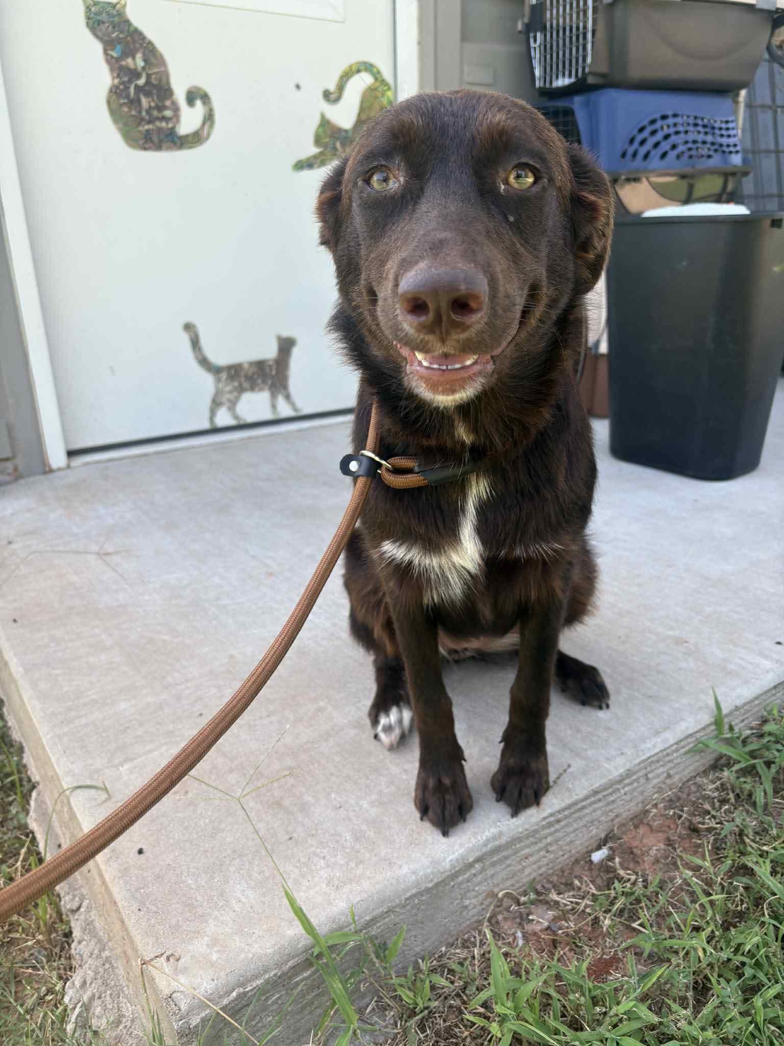 Enlarge Simea, a Adopted mixed breed in Newcastle, OK image 1/5