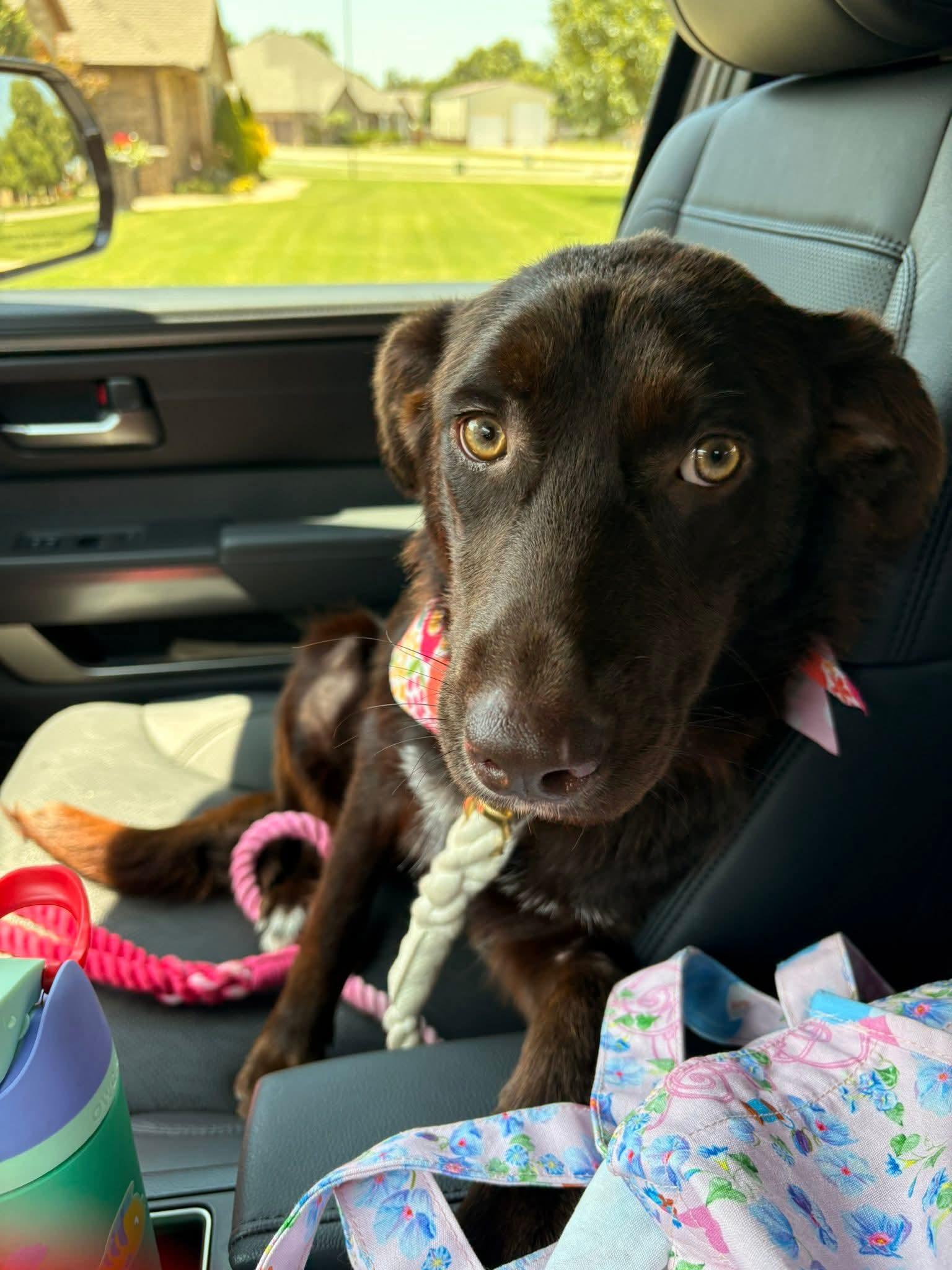 Enlarge Simea, a Adopted mixed breed in Newcastle, OK image 2/5