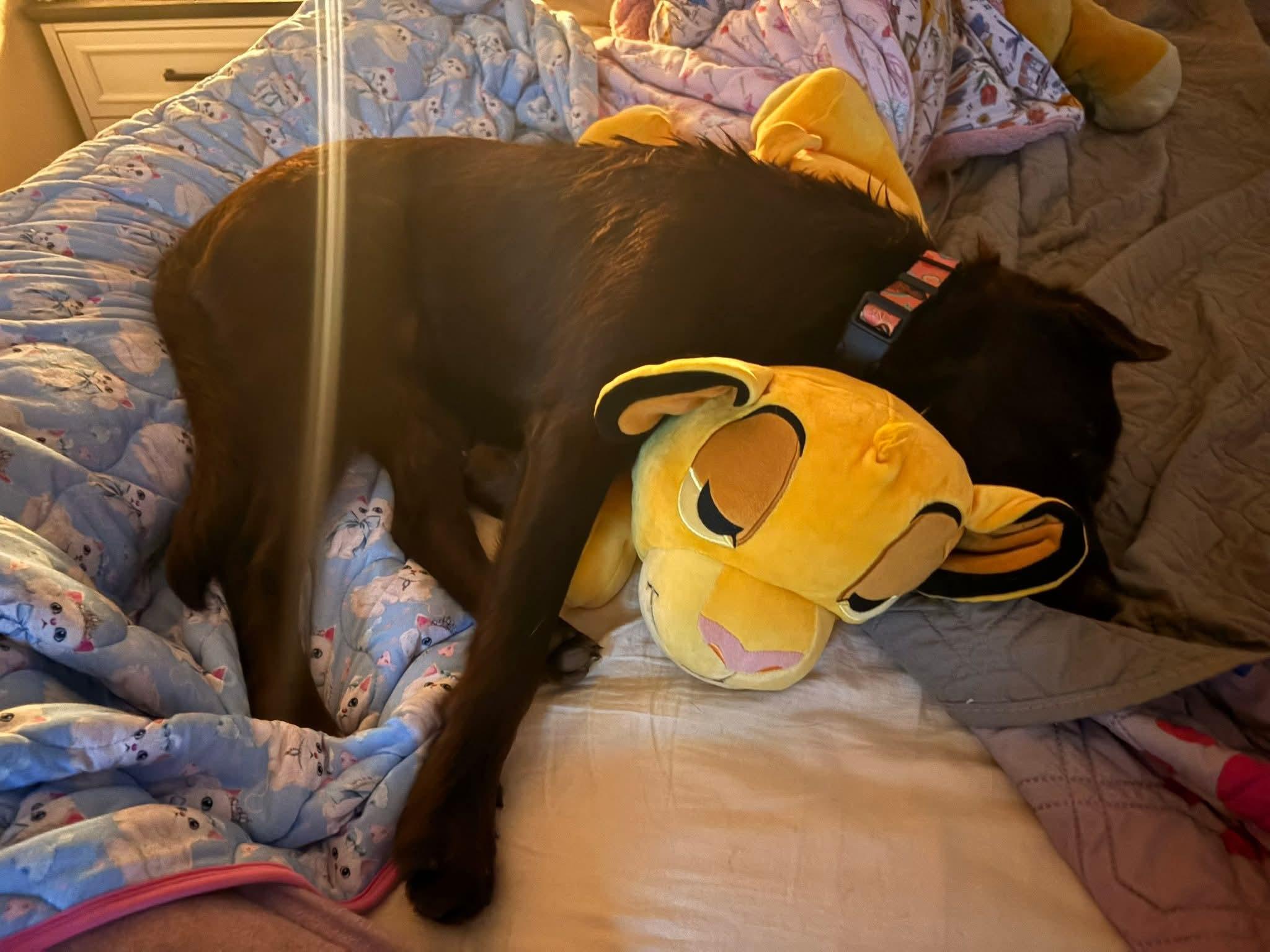 Enlarge Simea, a Adopted mixed breed in Newcastle, OK image 4/5