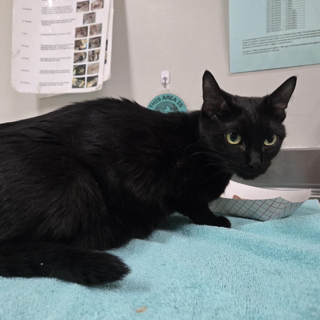 Blue, Adoptable, Adult Female Domestic Short Hair.
